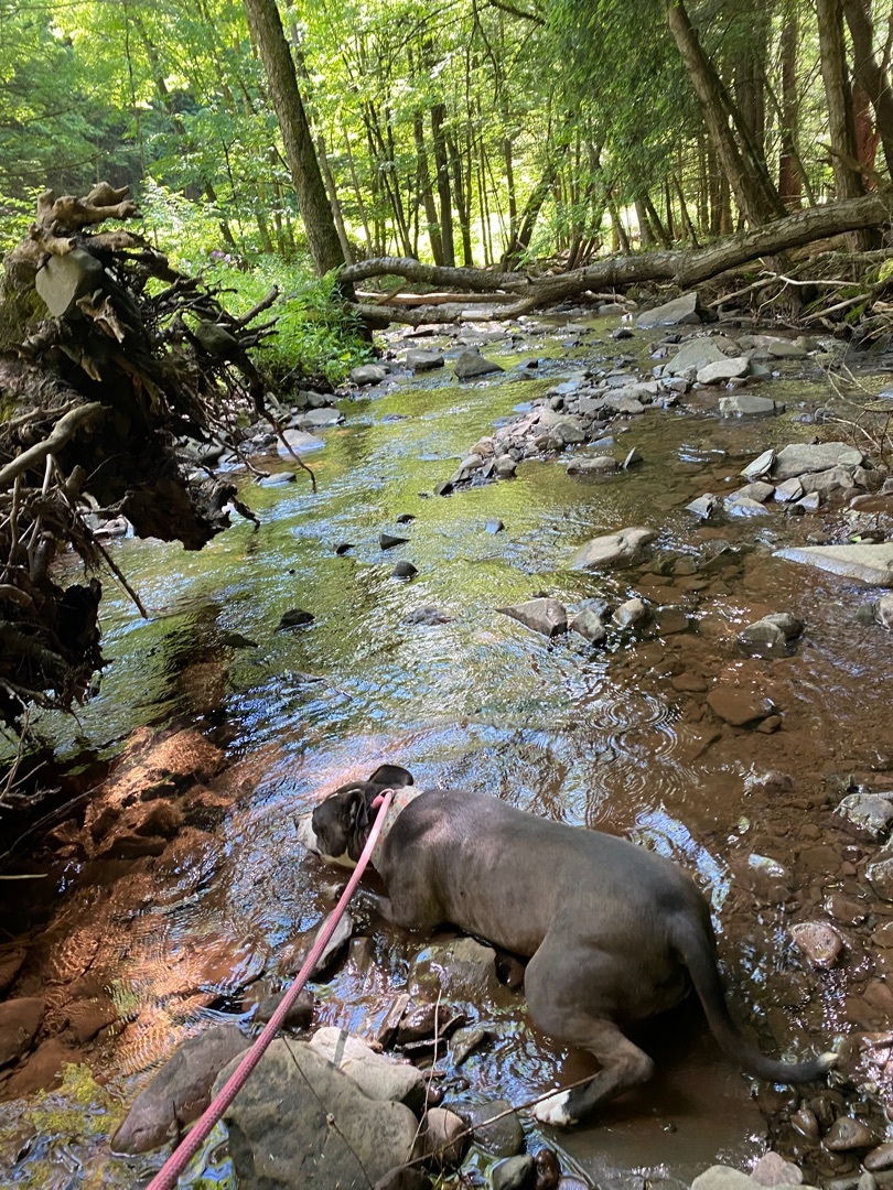 BABY, a Adoptable mixed breed in Morris, NY image 3/8
