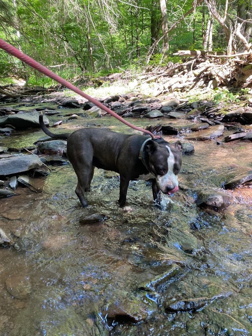 BABY, a Adoptable mixed breed in Morris, NY image 4/8