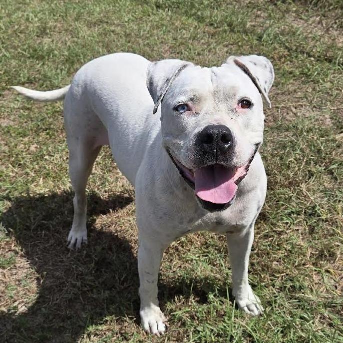 Beulah, Adoptable, Adult Female American Bulldog & Catahoula Leopard Dog.