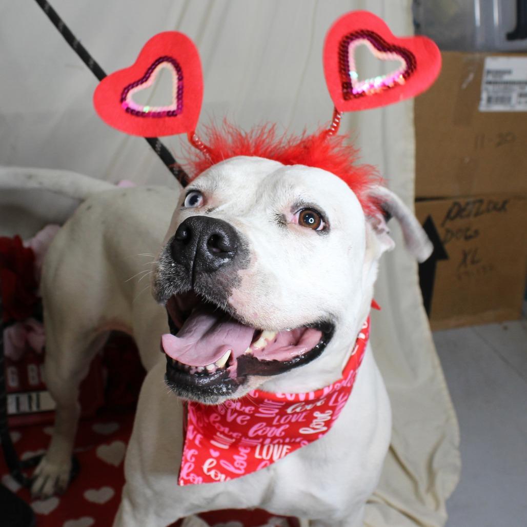 Beulah, a Adoptable mixed breed in Ocala, FL image 3/6