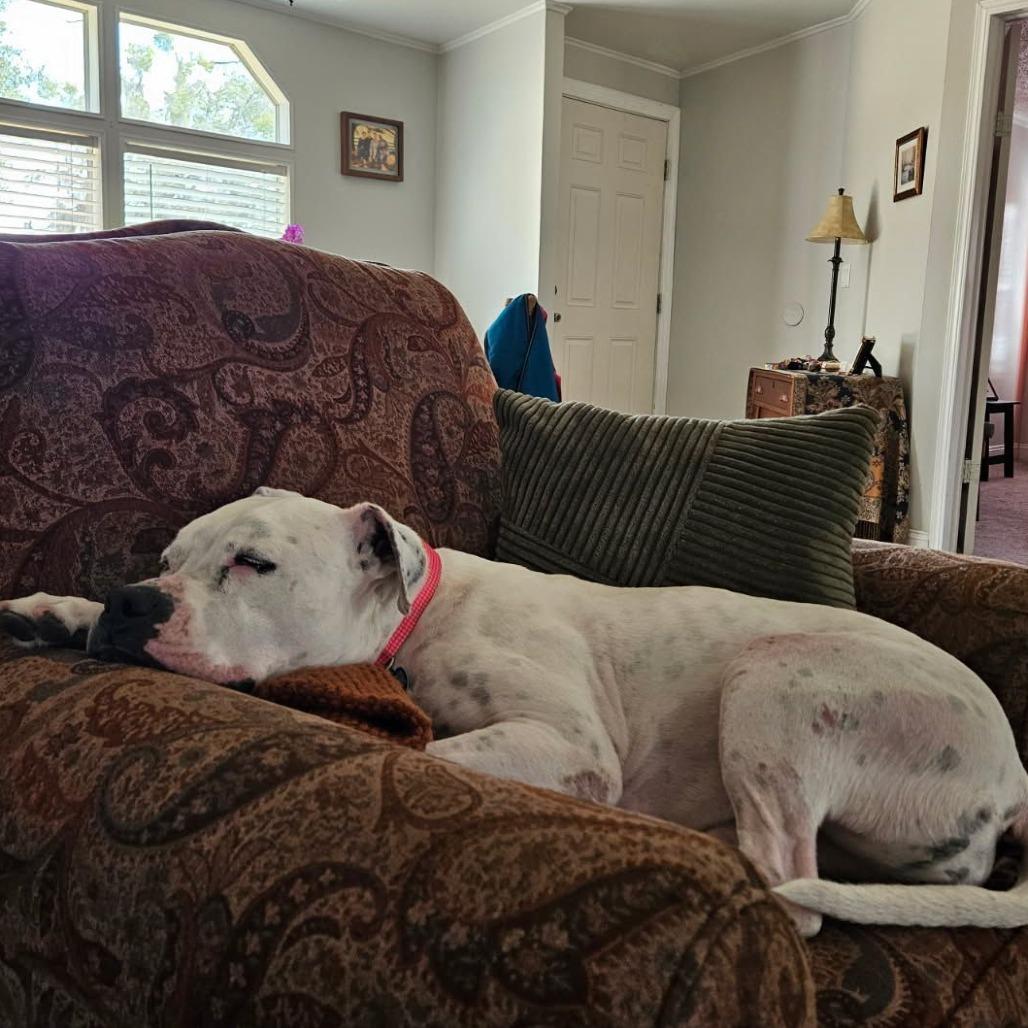 Enlarge Beulah, a Adoptable mixed breed in Ocala, FL image 4/6