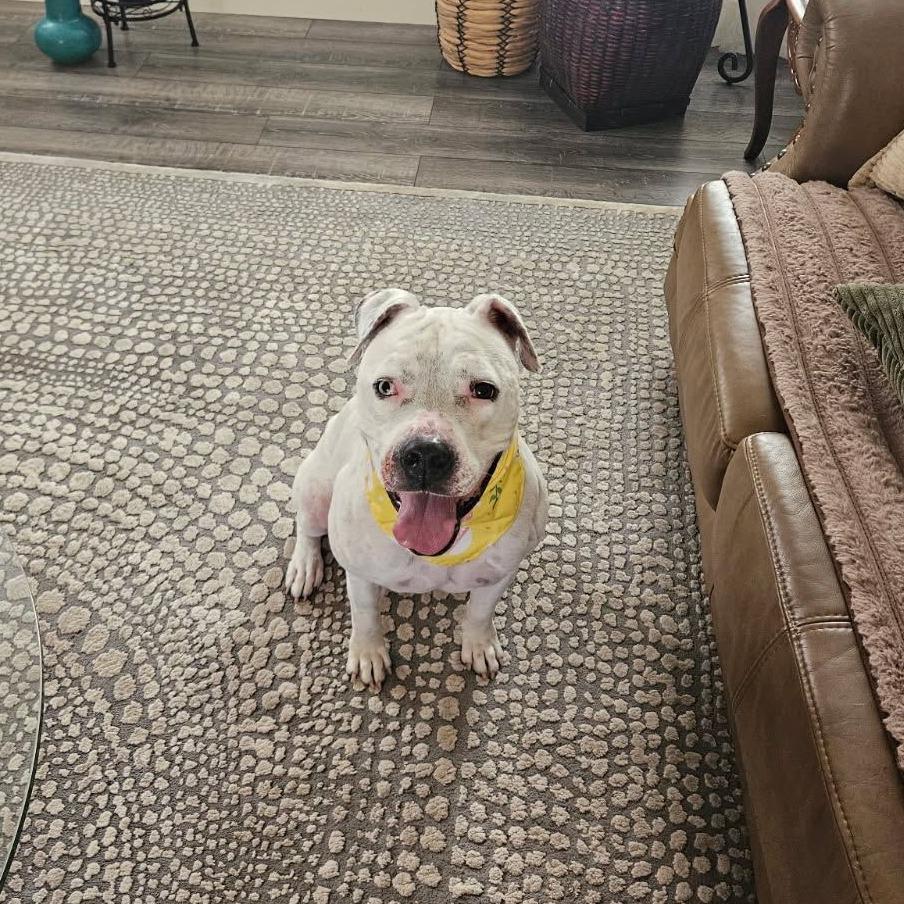 Enlarge Beulah, a Adoptable mixed breed in Ocala, FL image 3/6