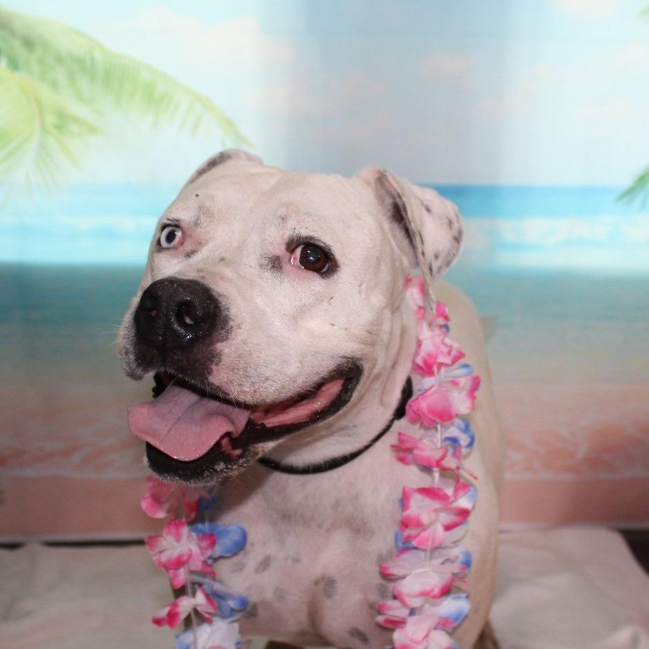 Beulah, Adoptable, Adult Female American Bulldog & Catahoula Leopard Dog.