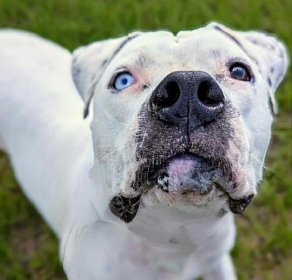 Beulah, a Adoptable mixed breed in Ocala, FL image 5/6