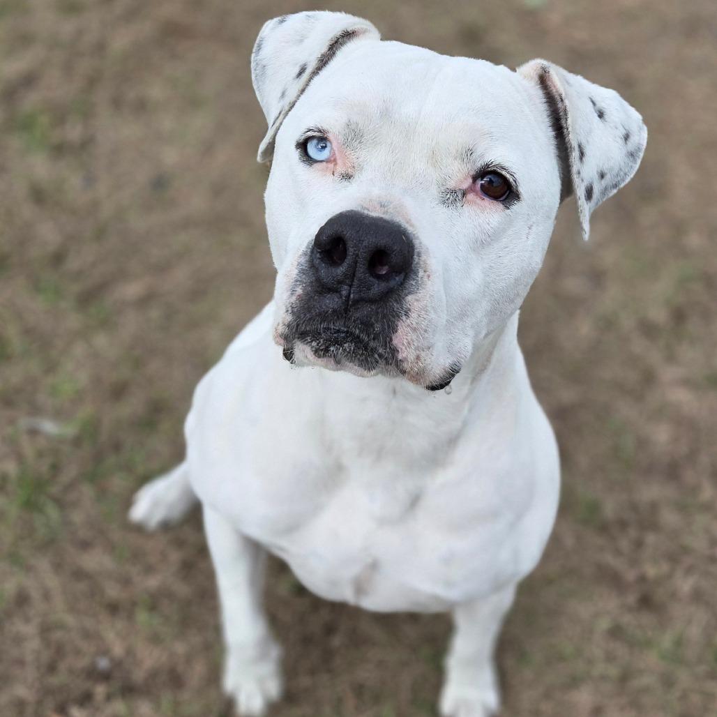 Beulah, a Adoptable mixed breed in Ocala, FL image 4/6