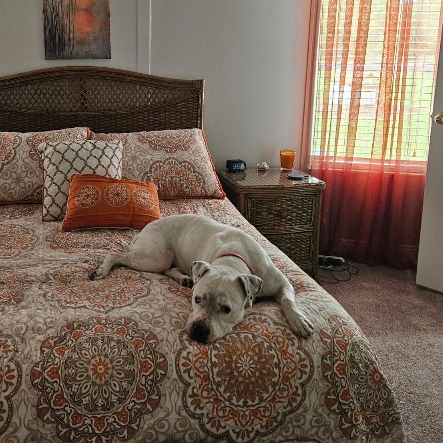 Enlarge Beulah, a Adoptable mixed breed in Ocala, FL image 2/6