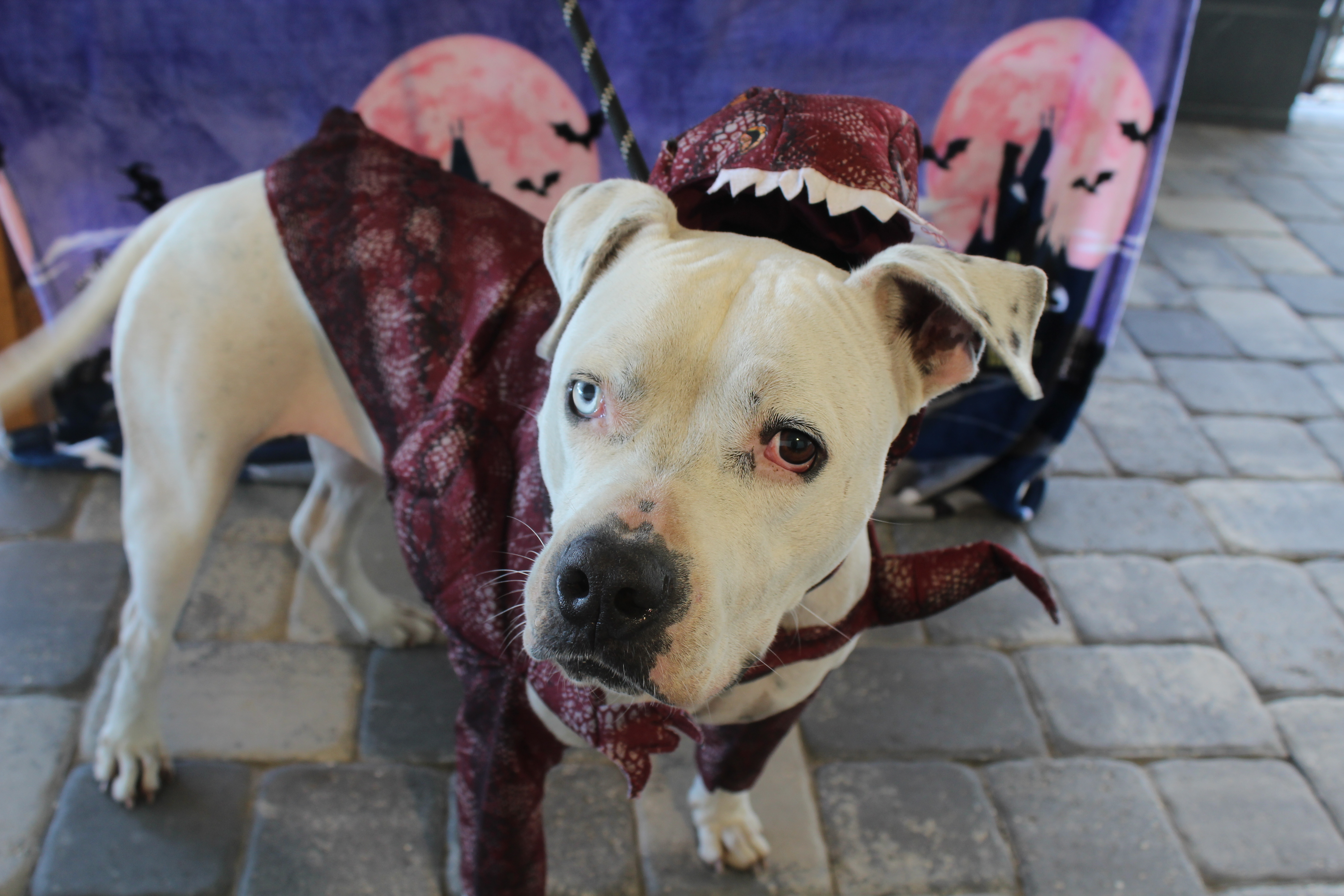 Beulah, a Adoptable mixed breed in Ocala, FL image 6/6