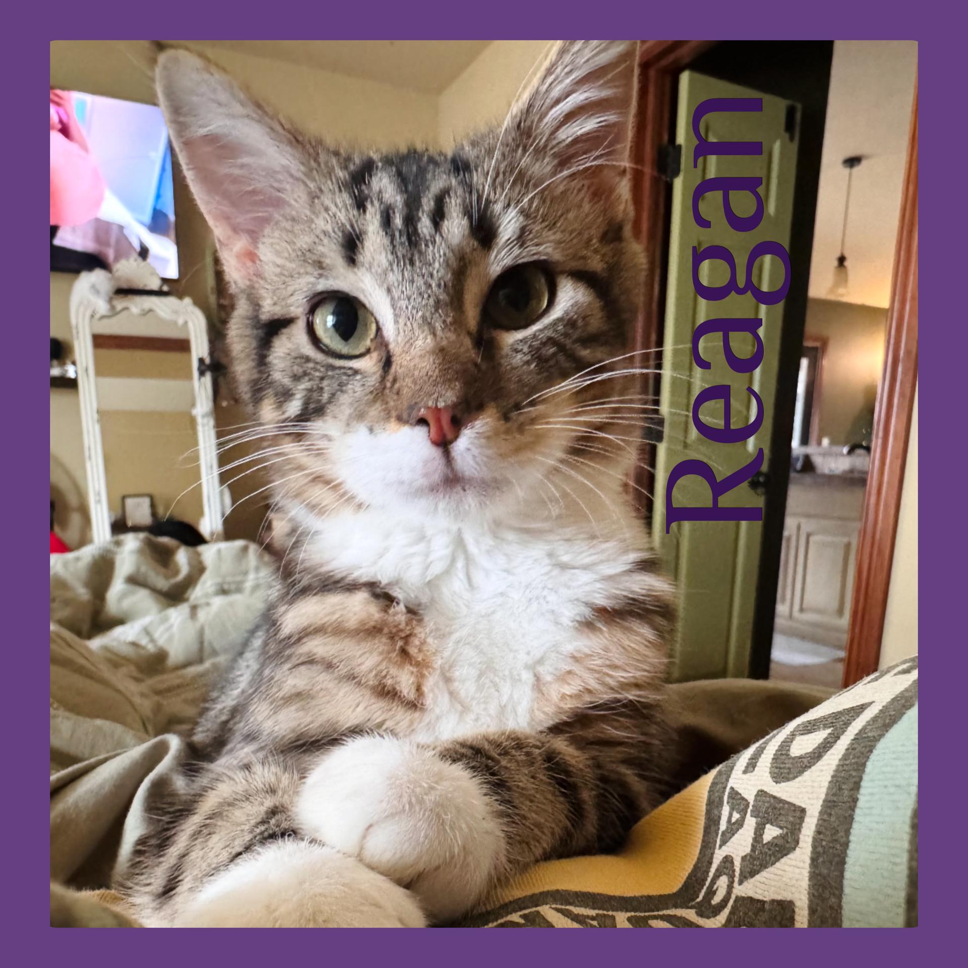 REAGAN, ADOPTABLE, Kitten Female Tabby.