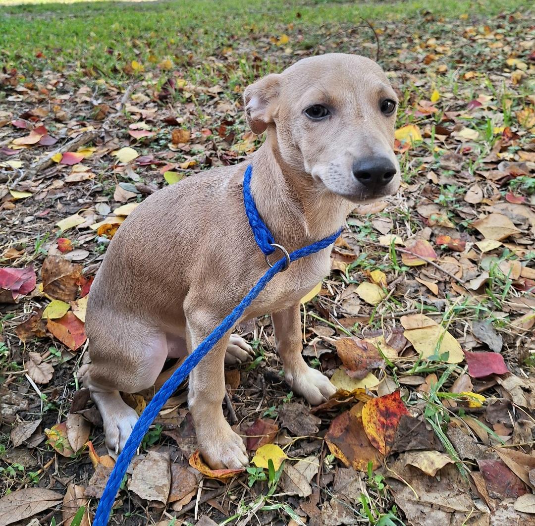 Remco OR14177-T , a Adoptable mixed breed in Beaverton, OR image 2/6