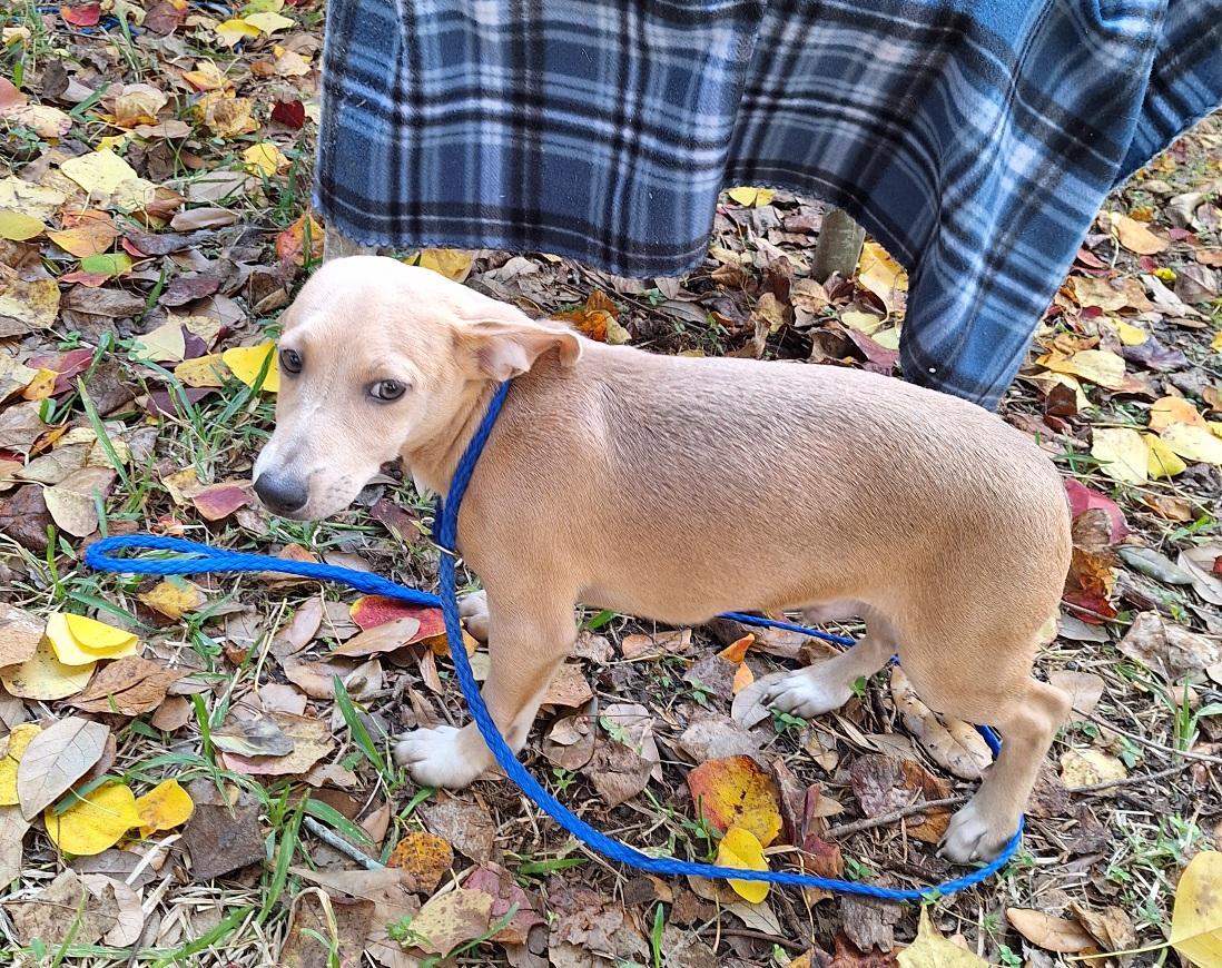 Remco OR14177-T , a Adoptable mixed breed in Beaverton, OR image 4/6