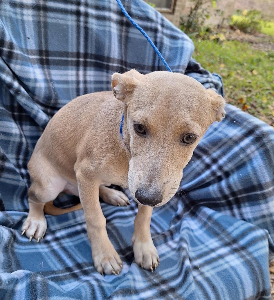 Remco OR14177-T , Adoptable, Puppy Male Dachshund & Chihuahua.