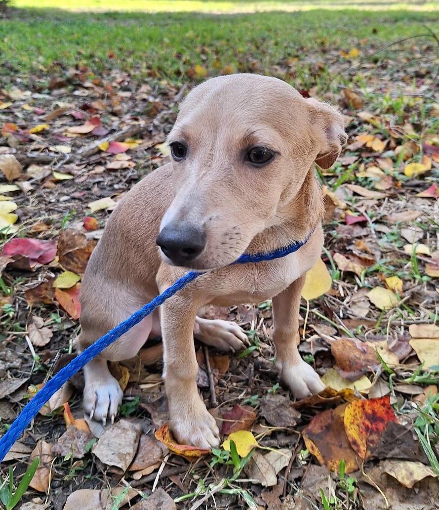 Remco OR14177-T , a Adoptable mixed breed in Beaverton, OR image 5/6