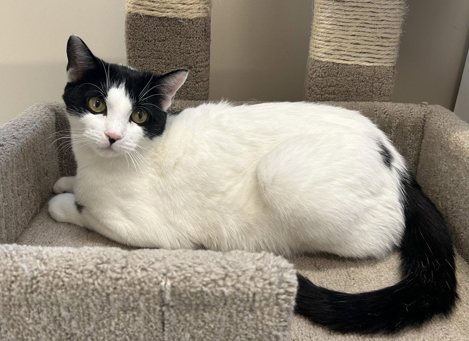 Rosie, a Adopted Domestic Short Hair in Arlington, VT image 1/2