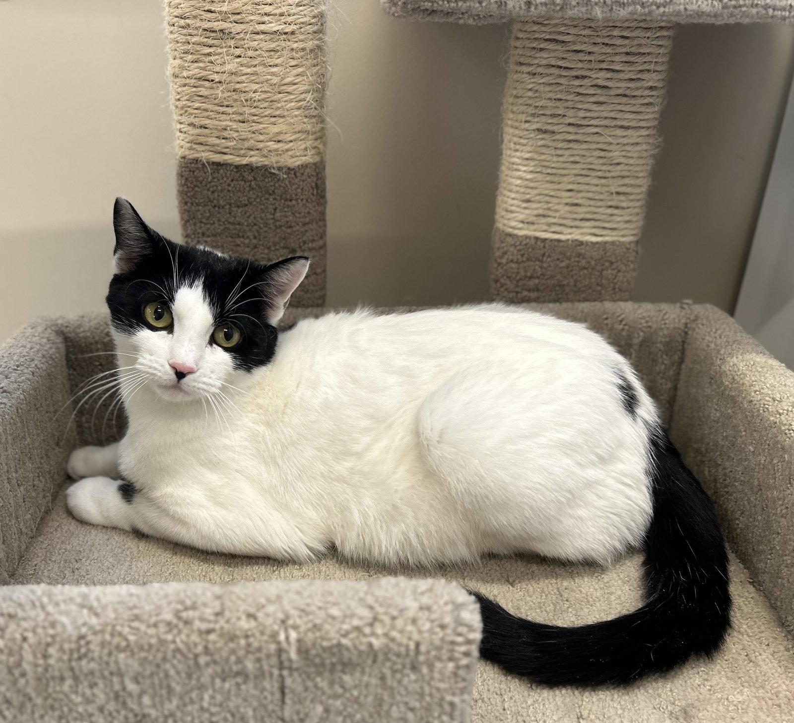 Rosie, a Adopted Domestic Short Hair in Arlington, VT image 2/2