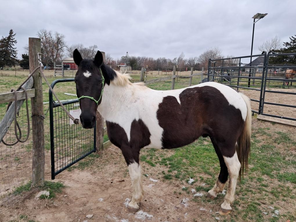 Enlarge Seminole, a Adoptable Quarterhorse in Garland, TX image 1/2
