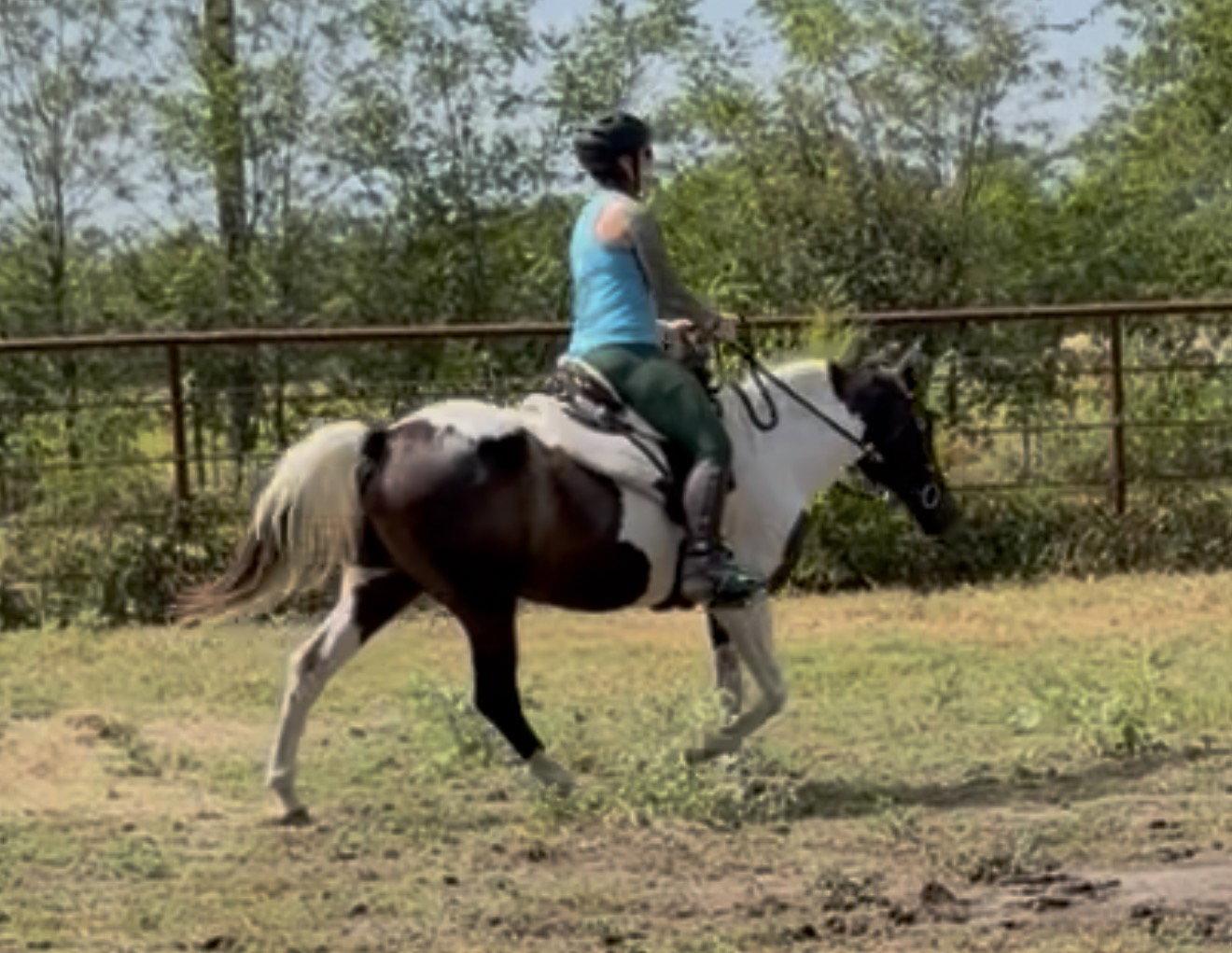Enlarge Seminole, a Adoptable Quarterhorse in Garland, TX image 2/2