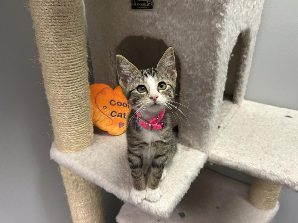 Peyton, Adoptable, Kitten Female Domestic Short Hair.