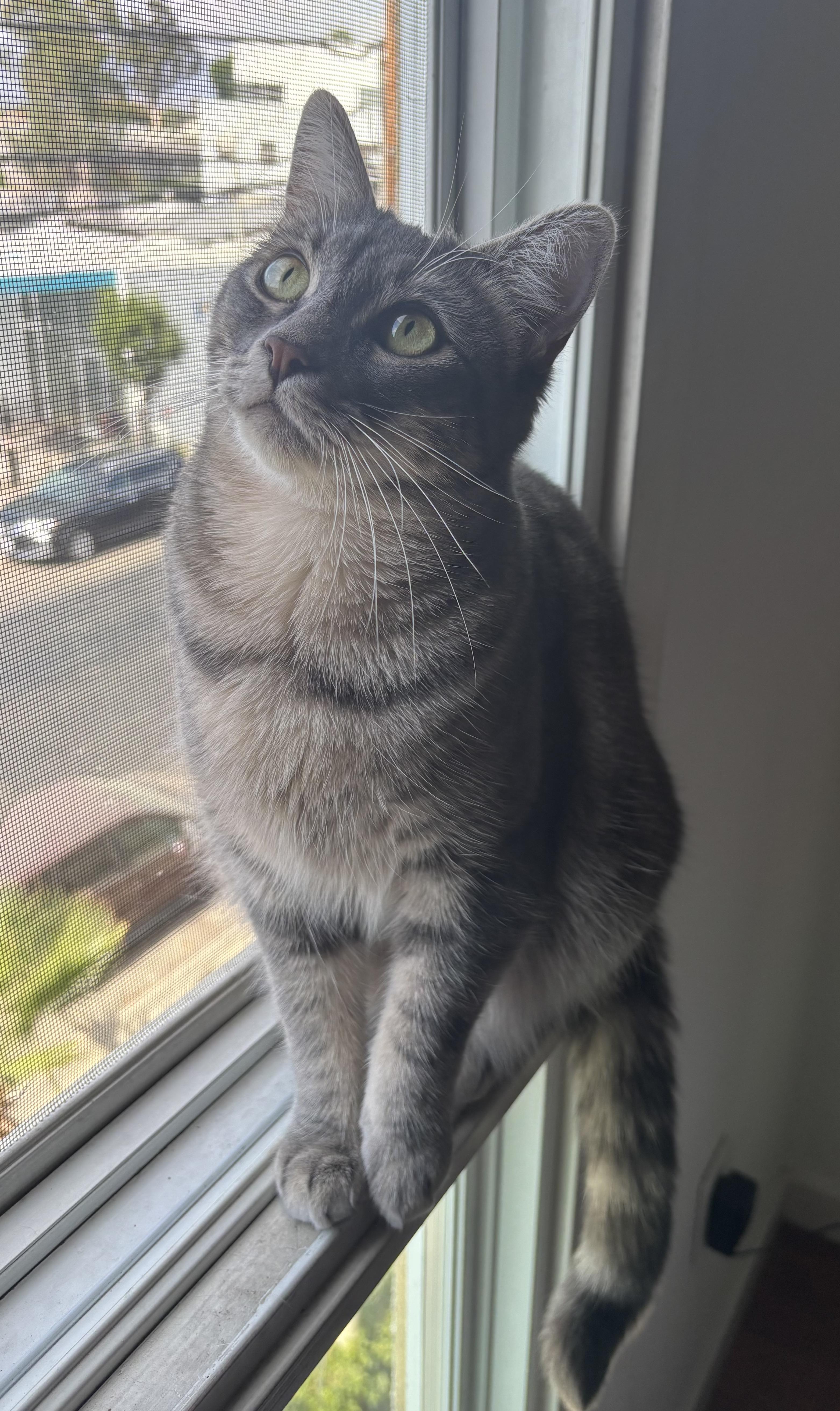 Storm, a Adoptable Domestic Short Hair in Sherman Oaks, CA image 1/5