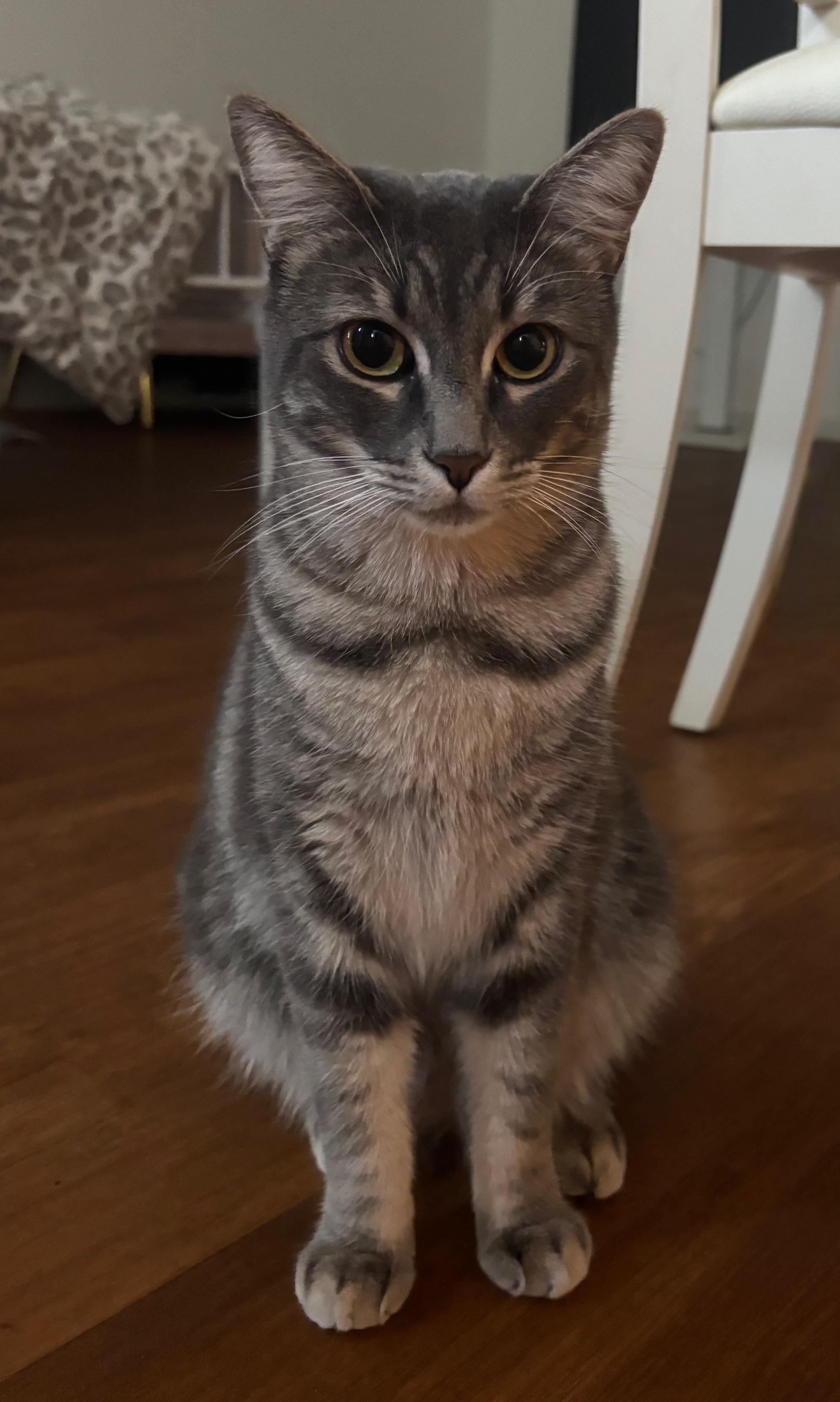 Storm, a Adoptable Domestic Short Hair in Sherman Oaks, CA image 2/5