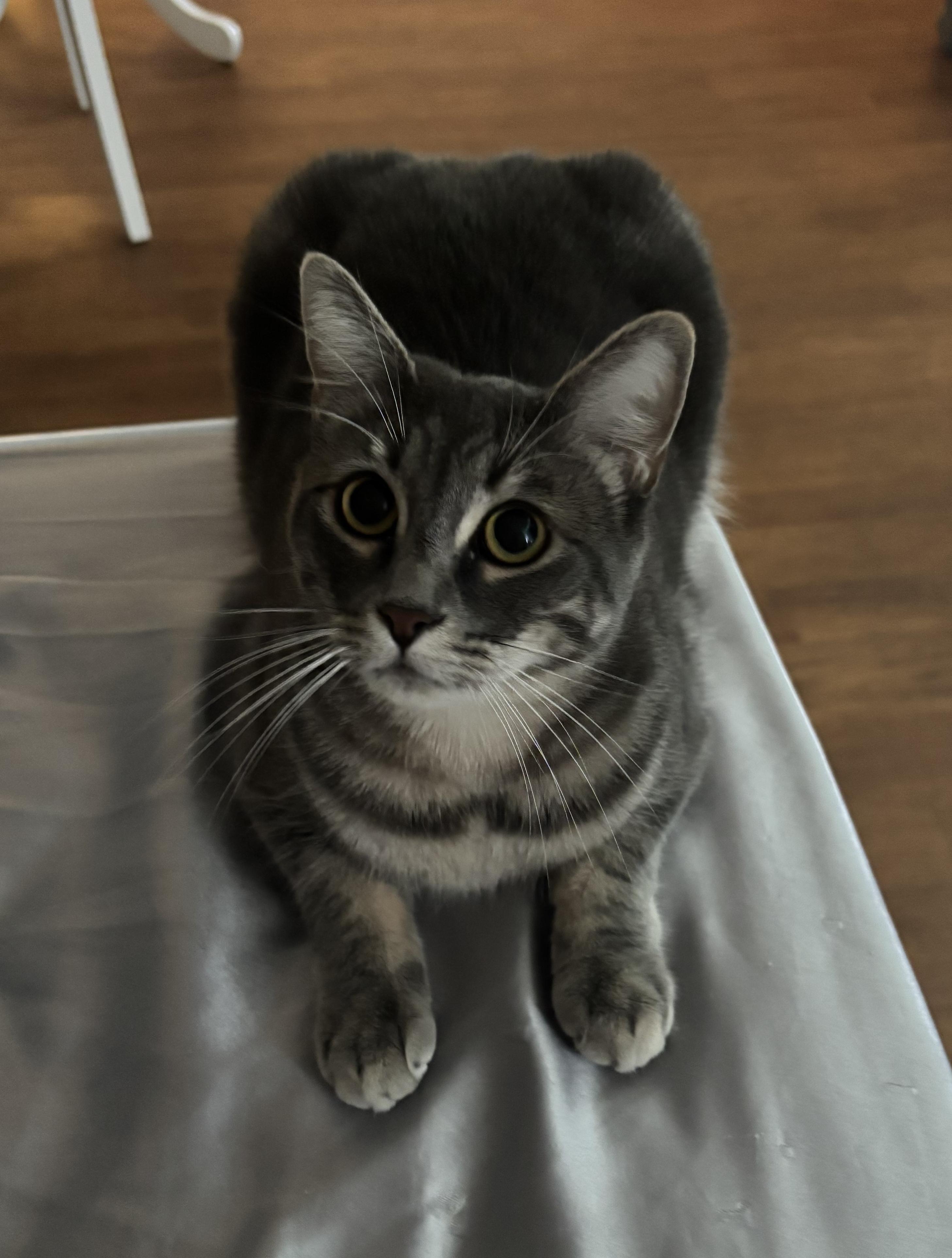 Storm, a Adoptable Domestic Short Hair in Sherman Oaks, CA image 3/5