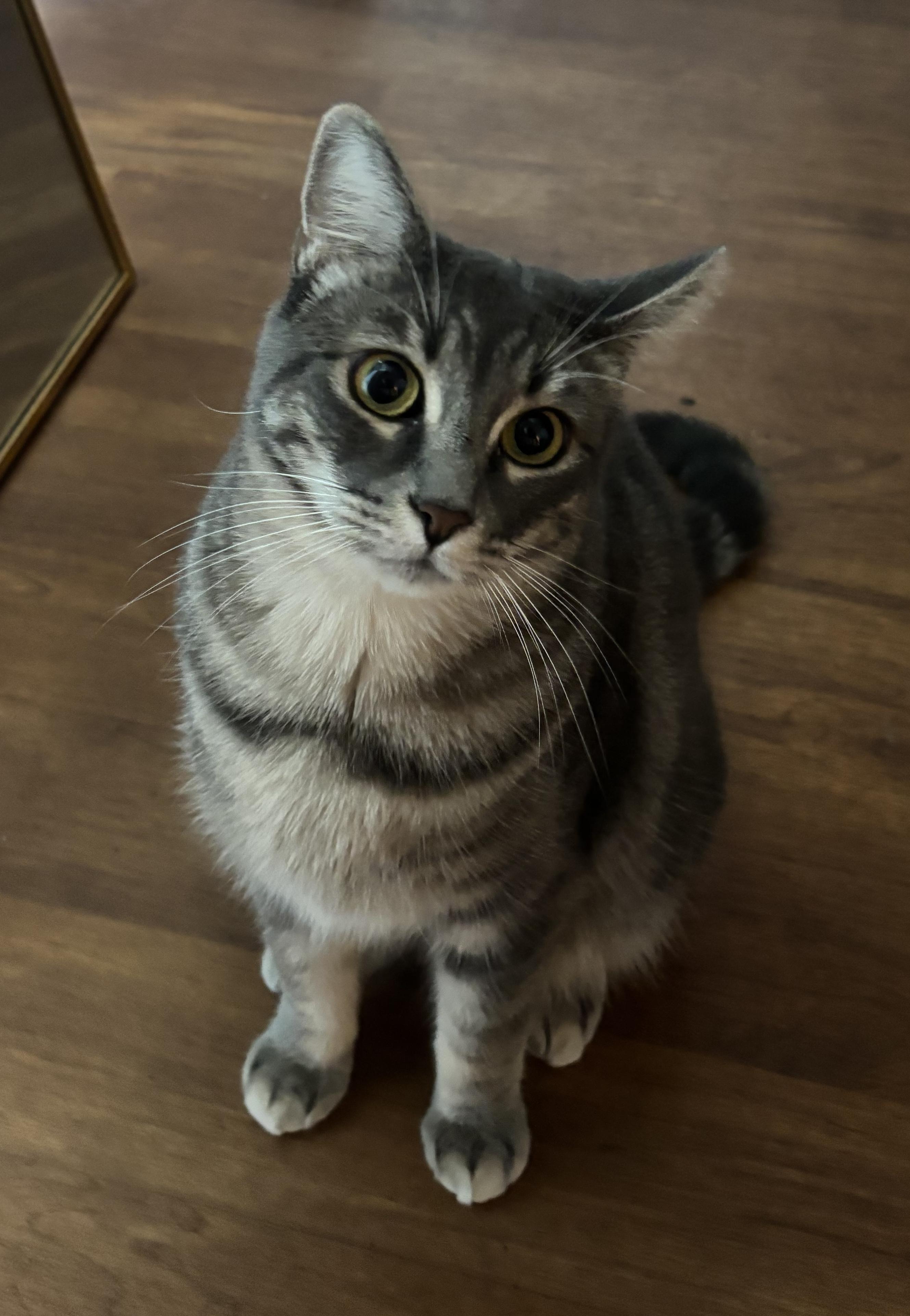 Storm, a Adoptable Domestic Short Hair in Sherman Oaks, CA image 4/5