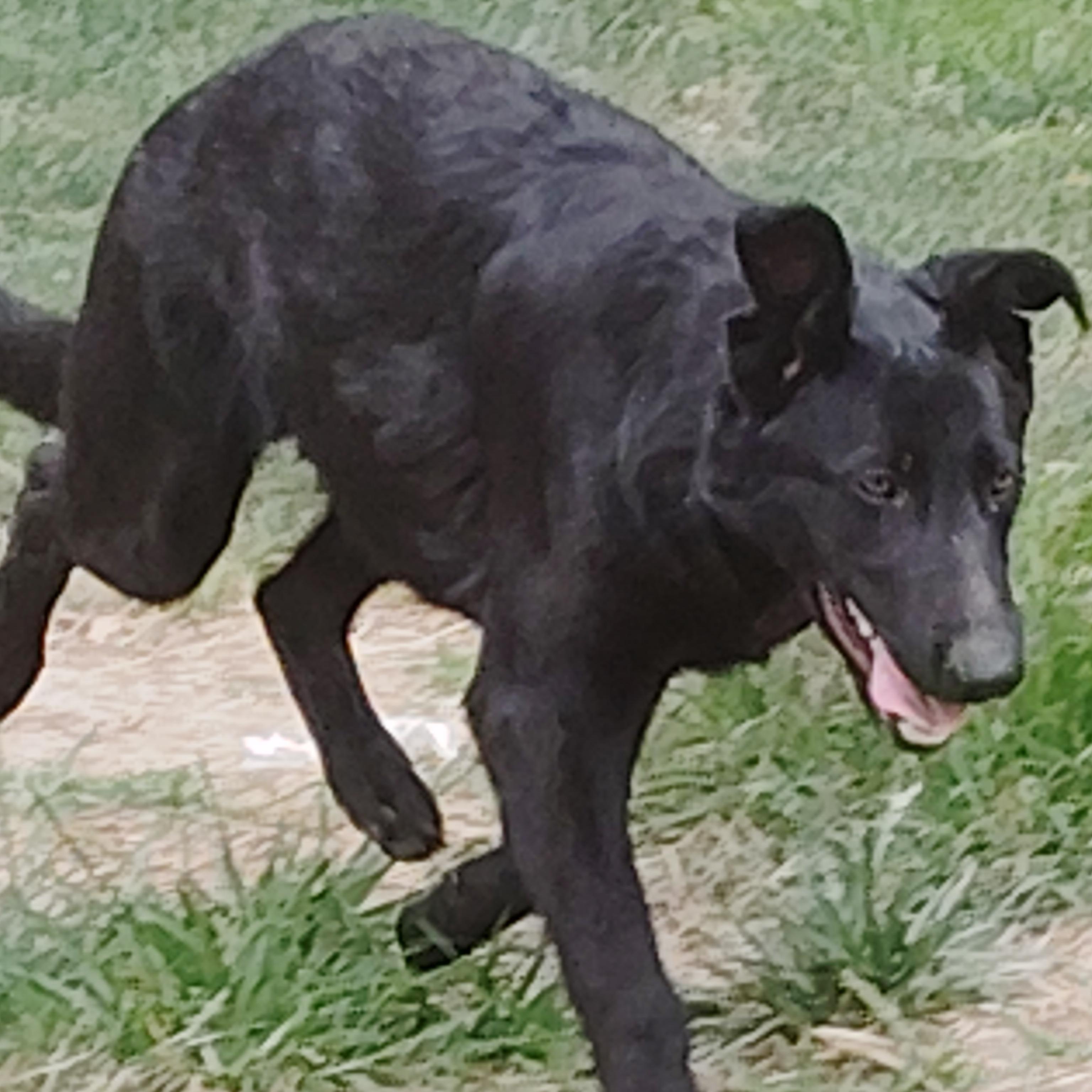 CERBERUS - A GREAT BOY, a ADOPTABLE German Shepherd Dog in Wilmington, DE image 4/6