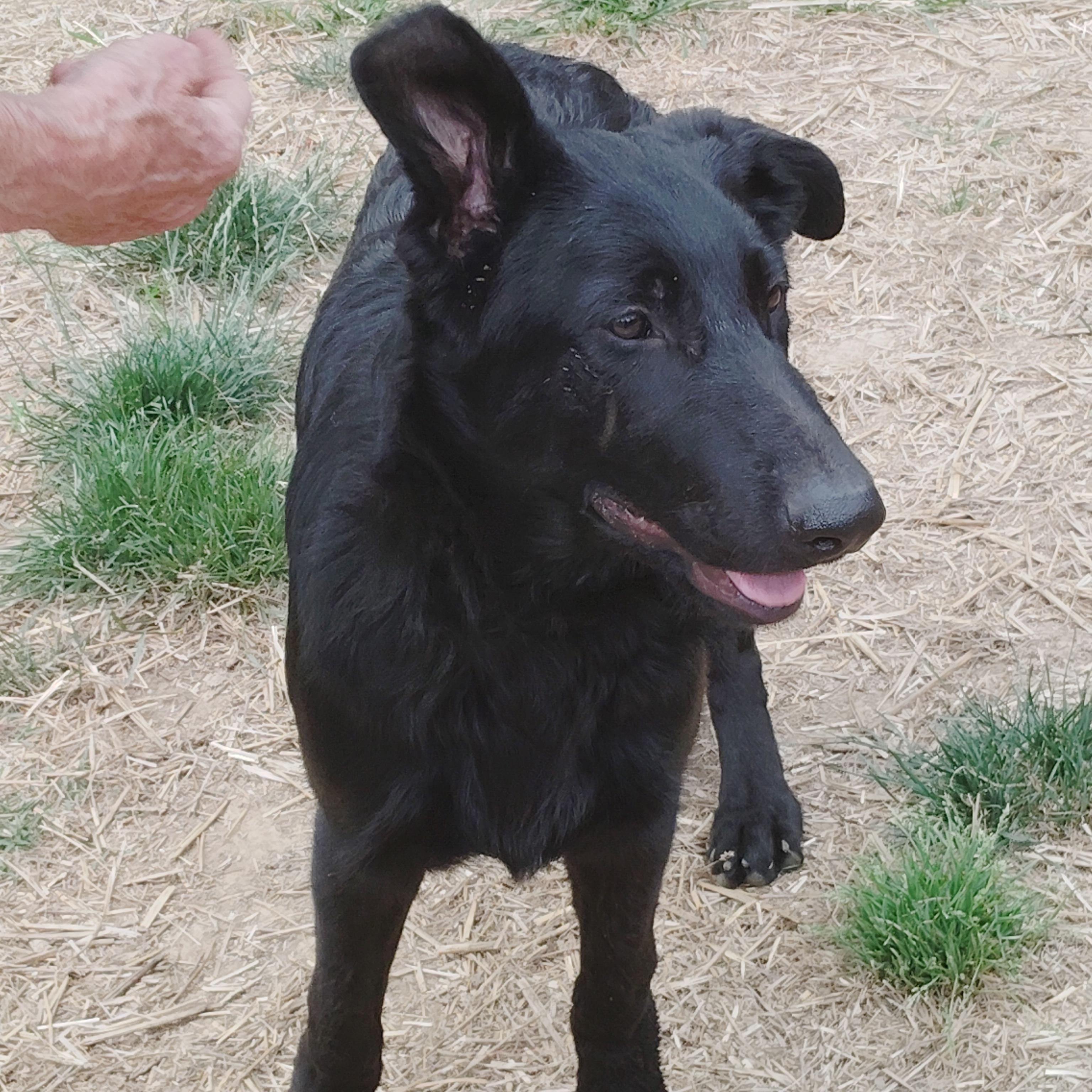 CERBERUS - A GREAT BOY, a ADOPTABLE German Shepherd Dog in Wilmington, DE image 2/6