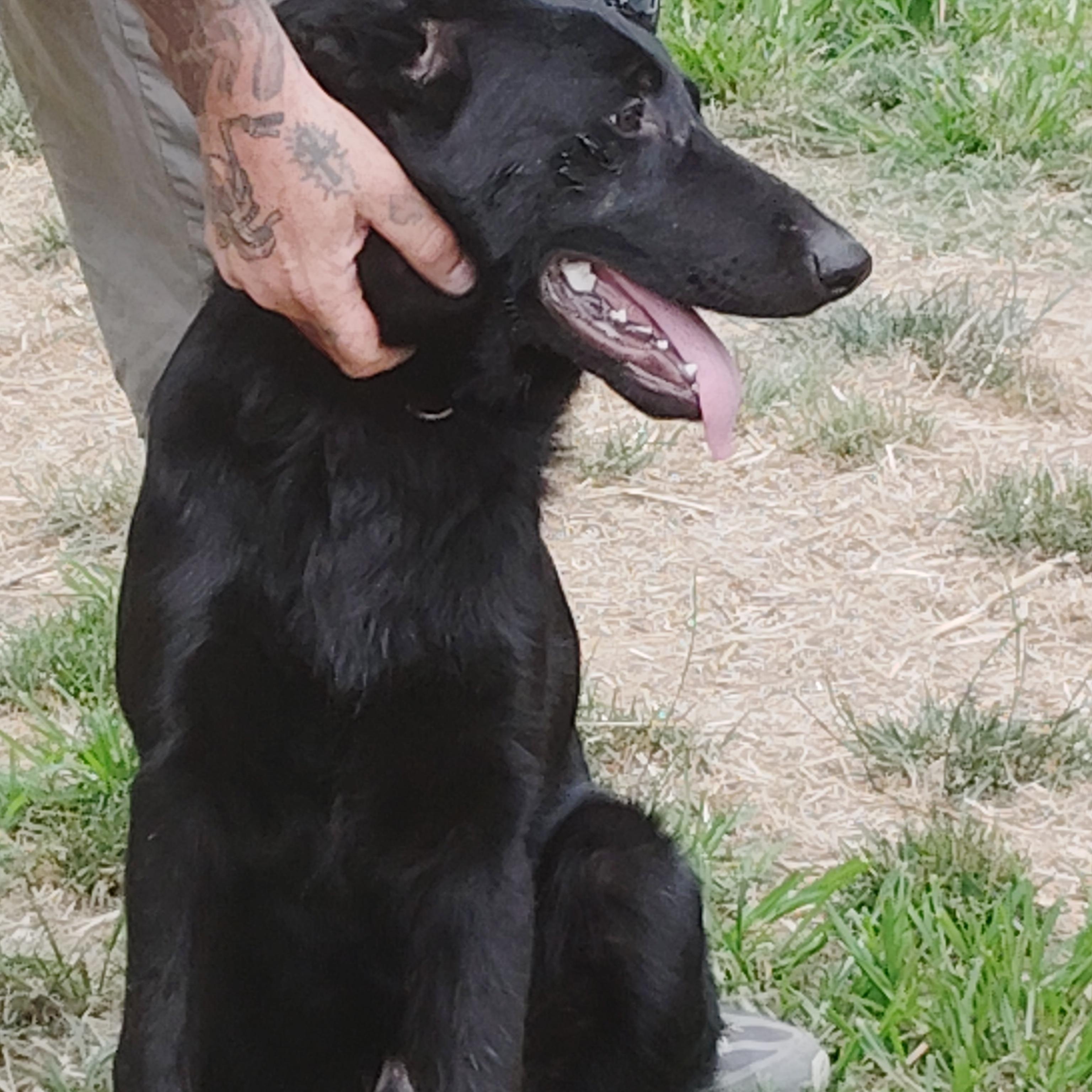CERBERUS - A GREAT BOY, ADOPTABLE, Puppy Male German Shepherd Dog.