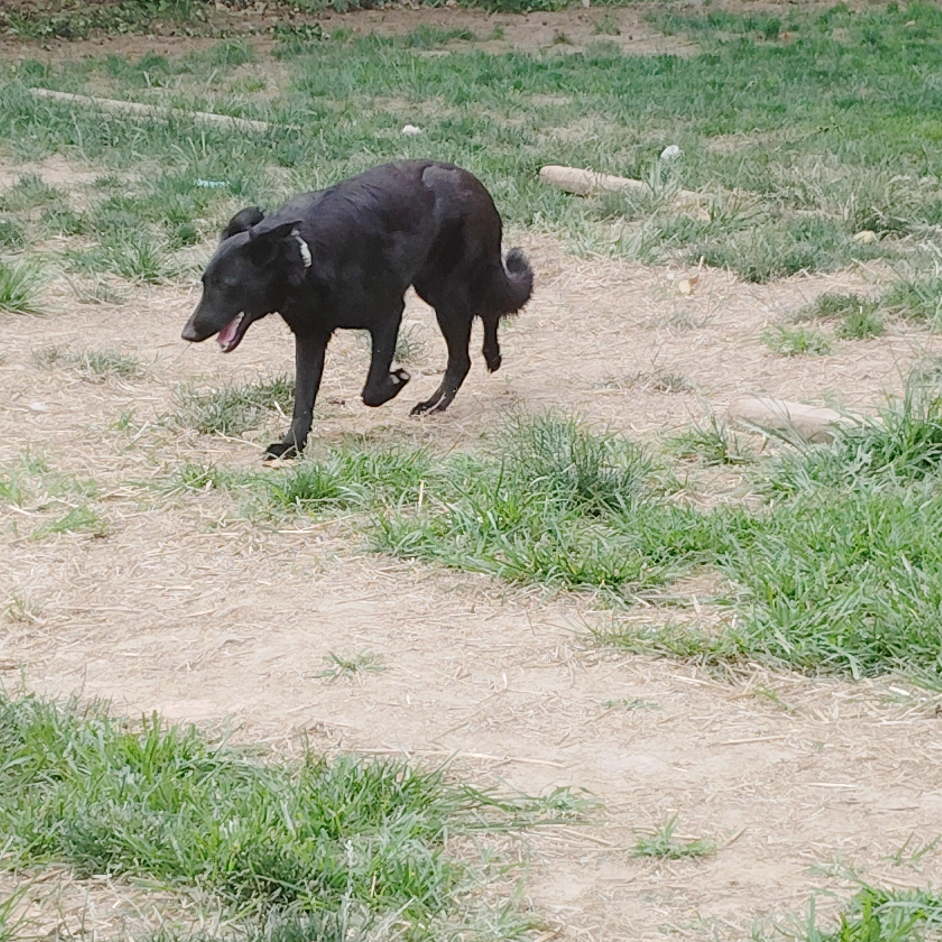 CERBERUS - A GREAT BOY, a ADOPTABLE German Shepherd Dog in Wilmington, DE image 3/6