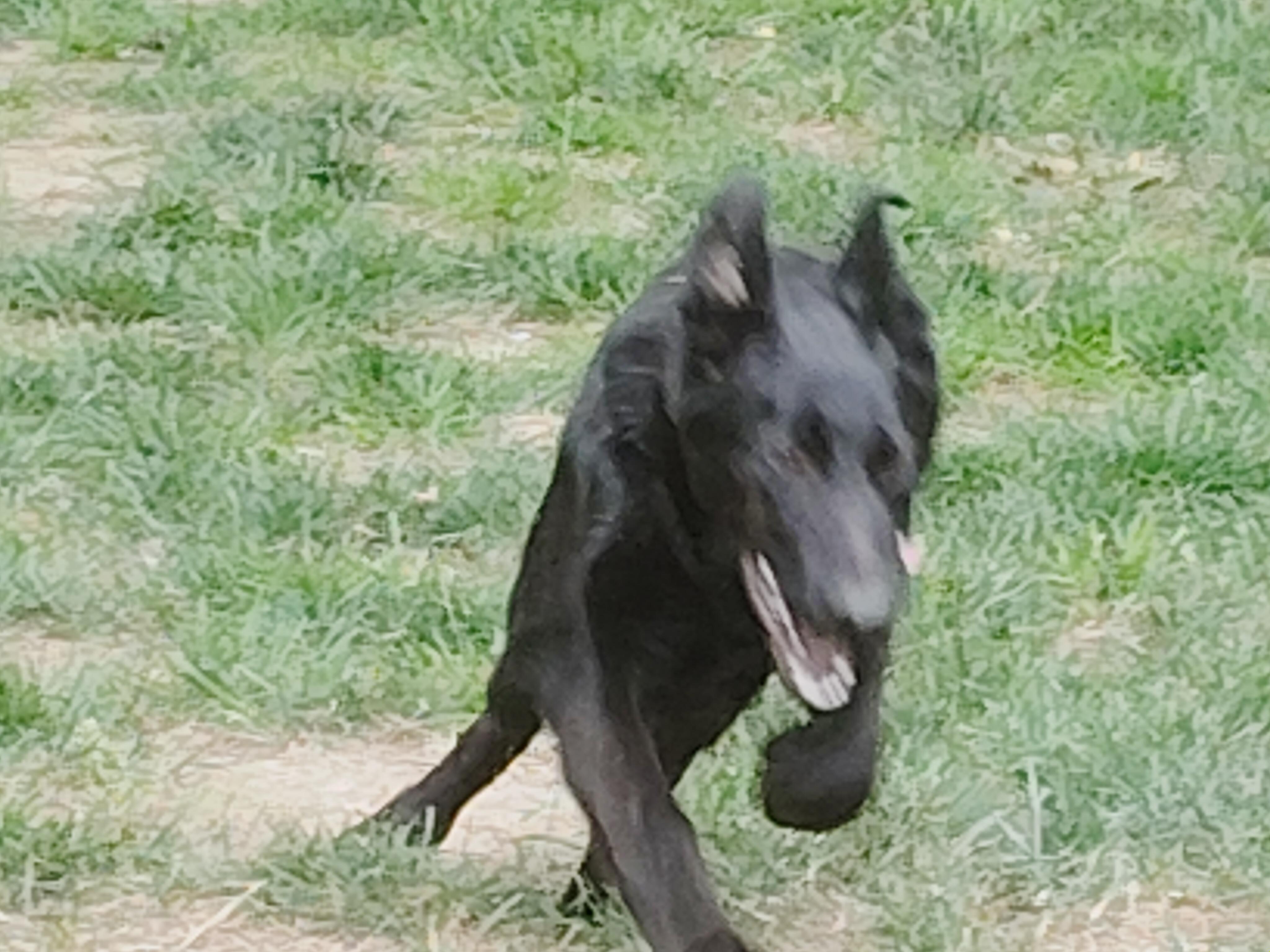 CERBERUS - A GREAT BOY, a ADOPTABLE German Shepherd Dog in Wilmington, DE image 6/6