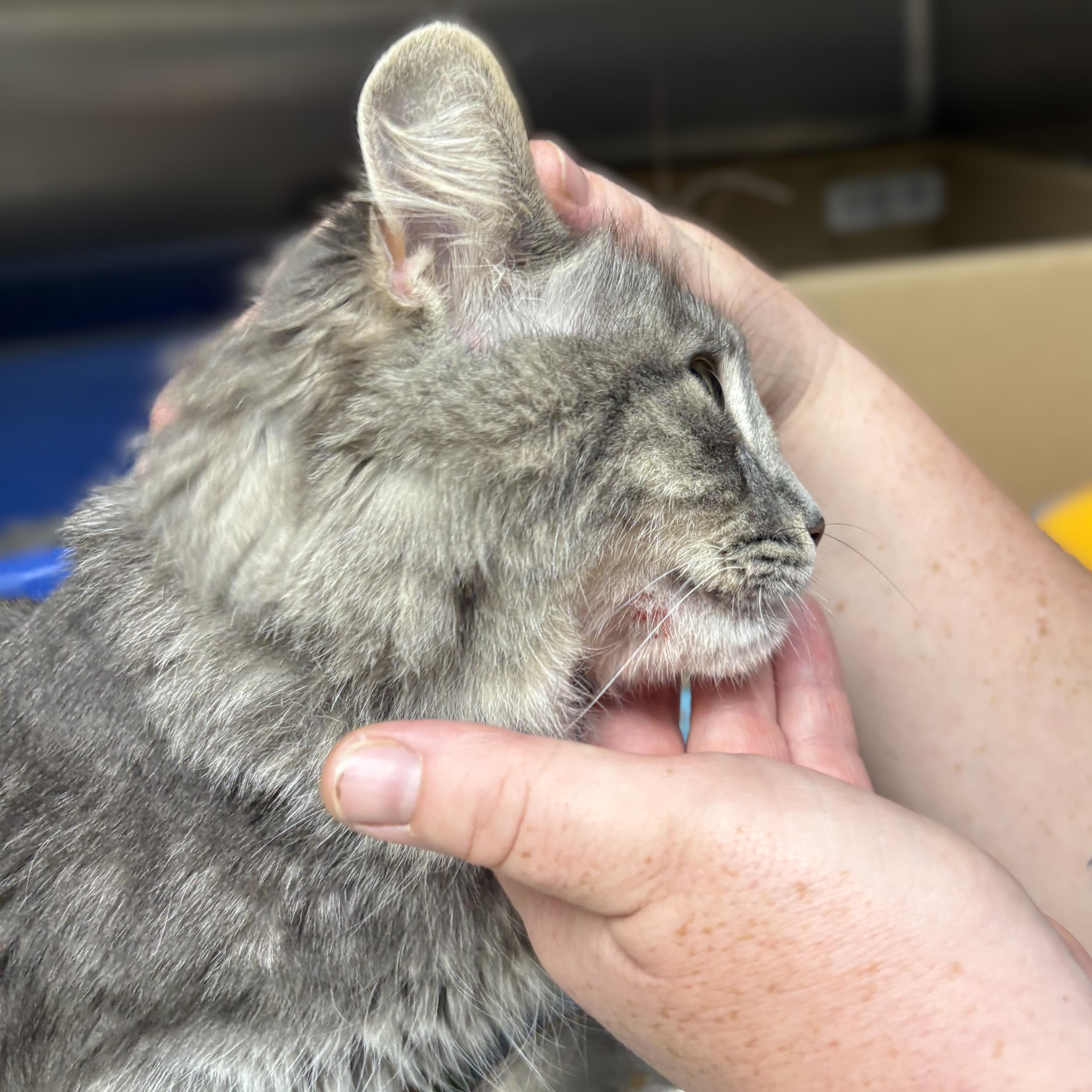 Enlarge Crysta- 53943, a Adoptable Domestic Medium Hair in Columbia, MD image 2/4