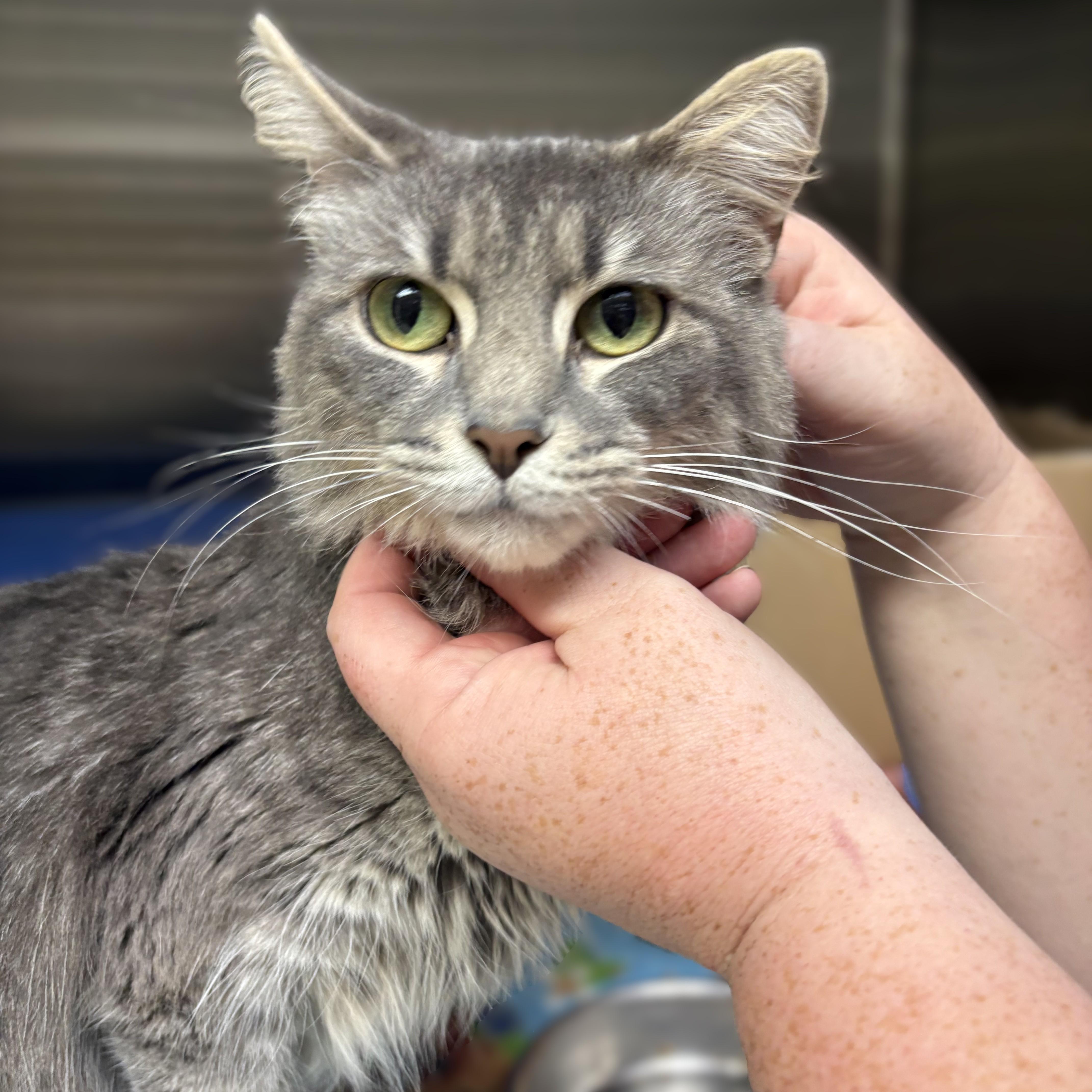 Enlarge Crysta- 53943, a Adoptable Domestic Medium Hair in Columbia, MD image 1/4