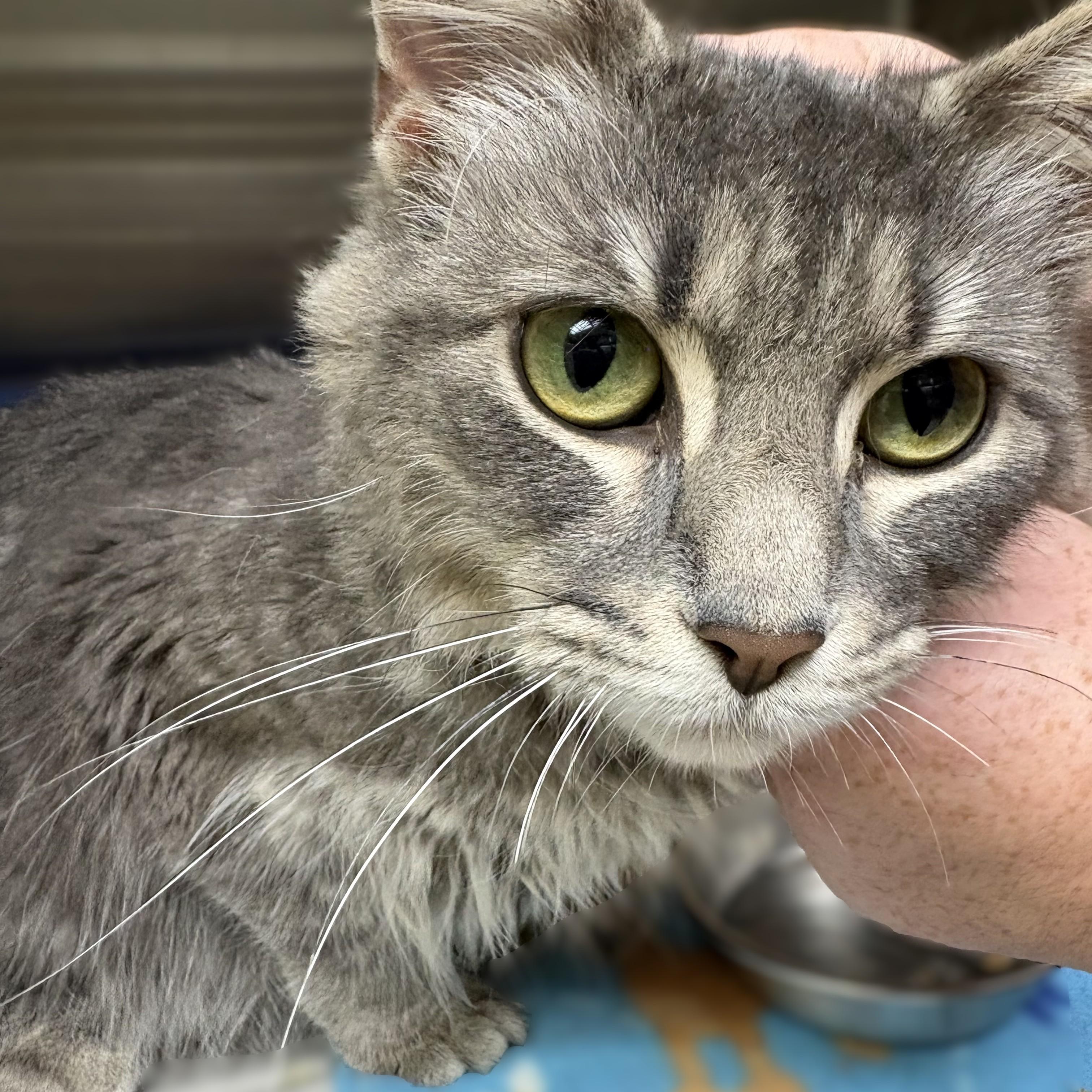 Enlarge Crysta- 53943, a Adoptable Domestic Medium Hair in Columbia, MD image 4/4