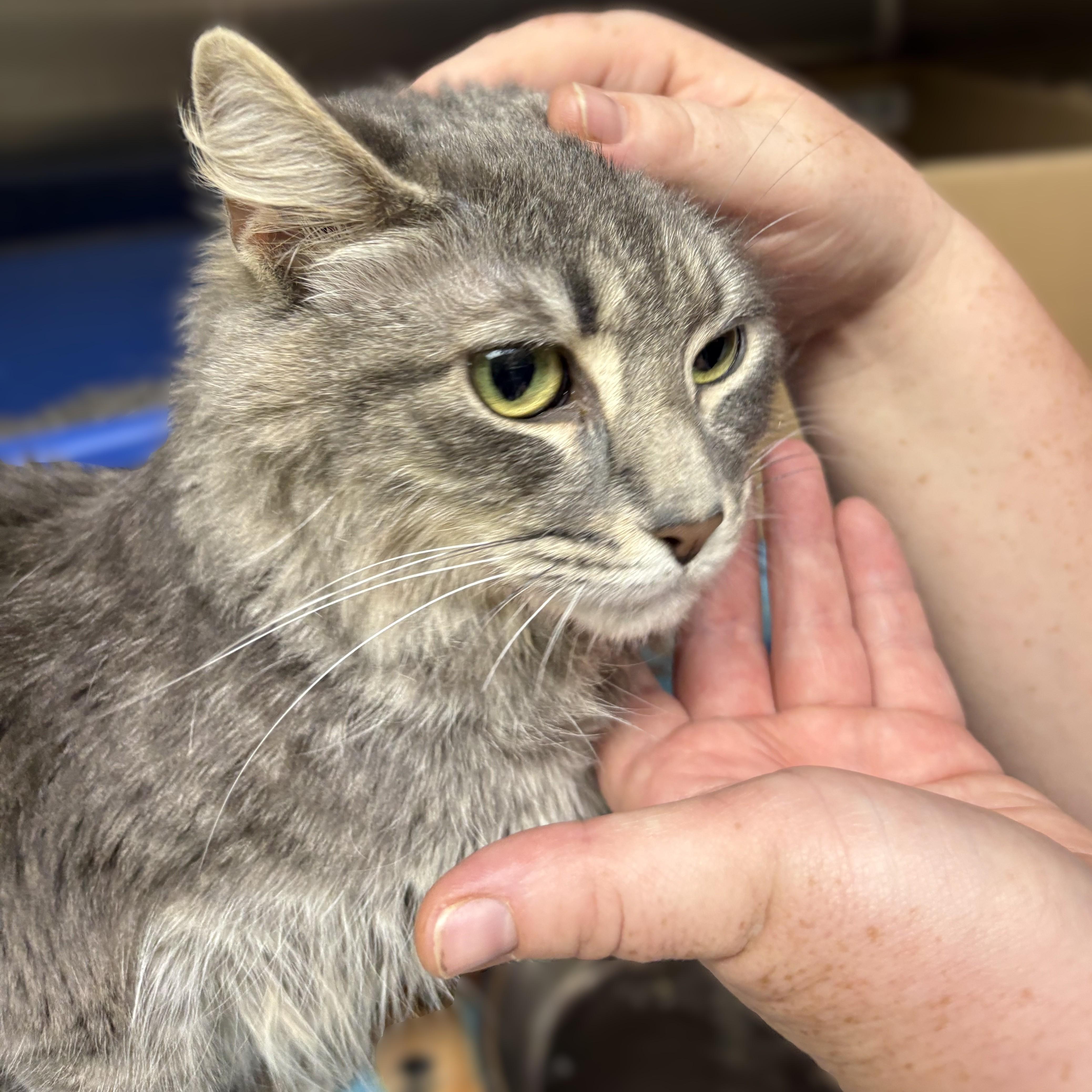 Enlarge Crysta- 53943, a Adoptable Domestic Medium Hair in Columbia, MD image 3/4