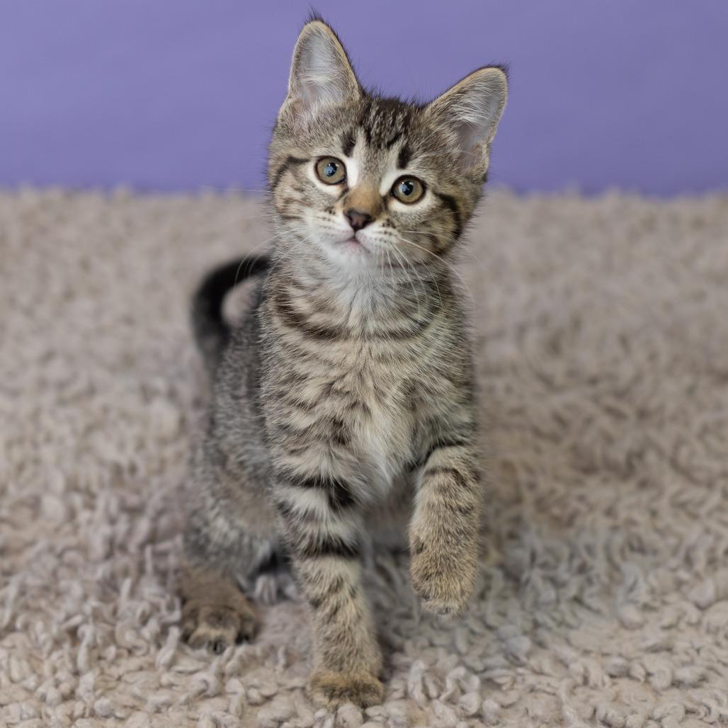 Milla Koshka, a Adoptable Domestic Short Hair in St. Paul, MN image 1/6