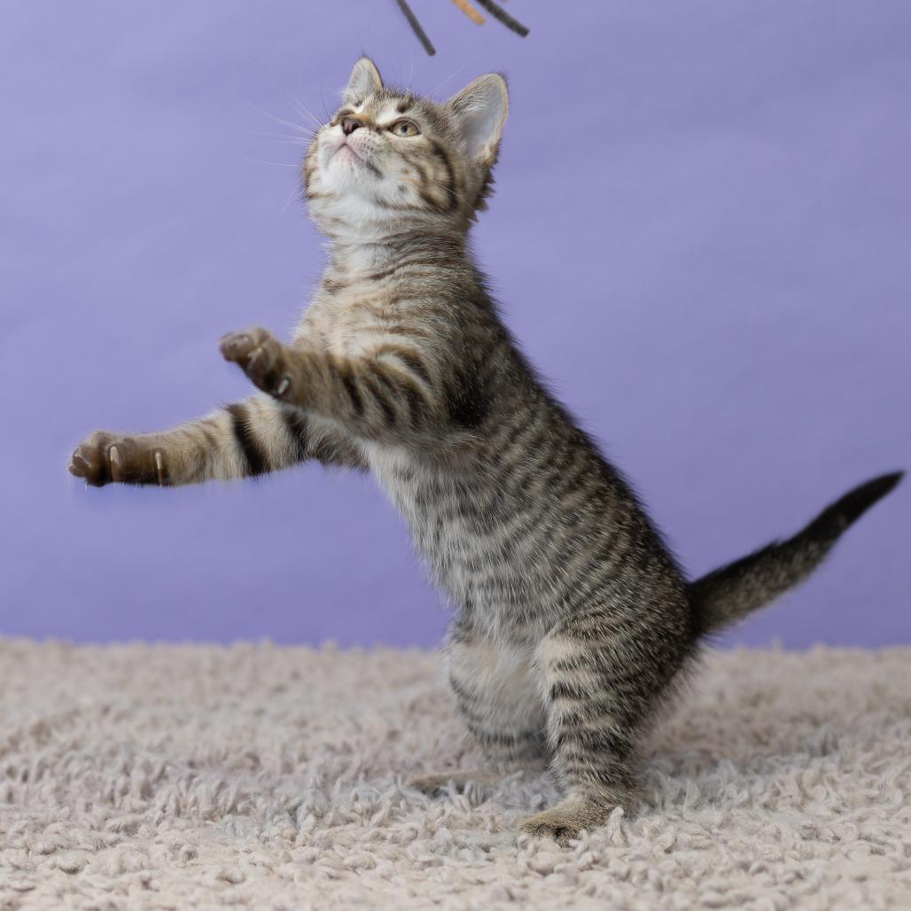 Milla Koshka, a Adoptable Domestic Short Hair in St. Paul, MN image 2/6