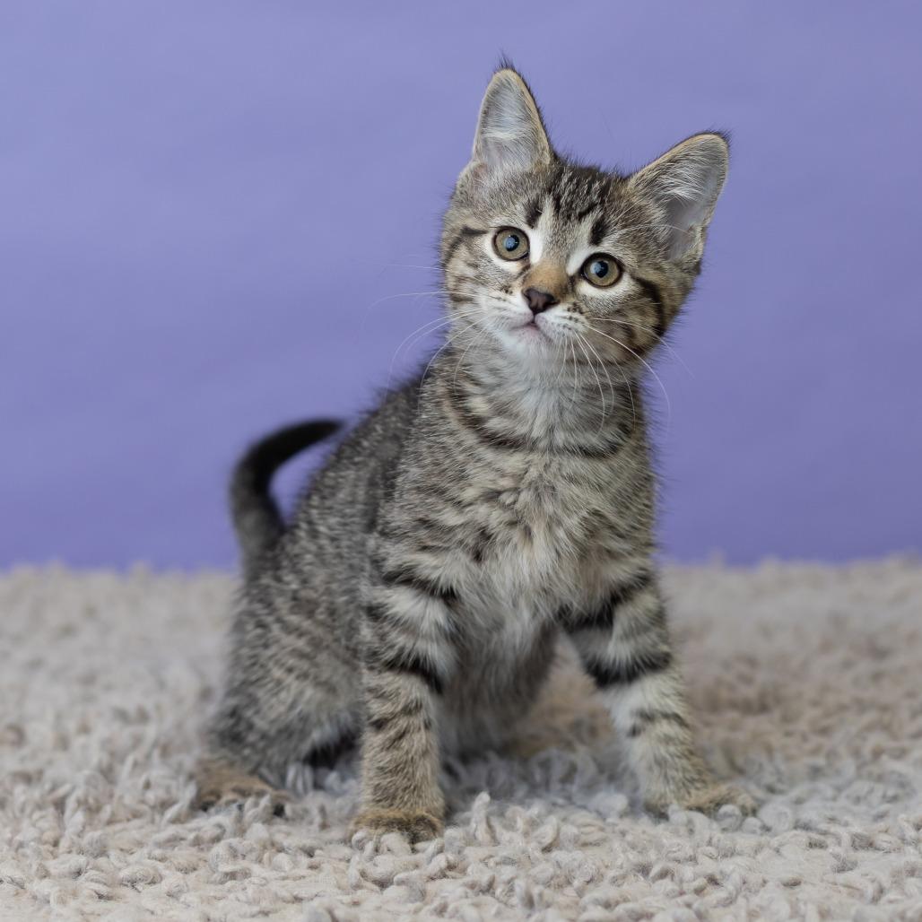 Milla Koshka, a Adoptable Domestic Short Hair in St. Paul, MN image 3/6