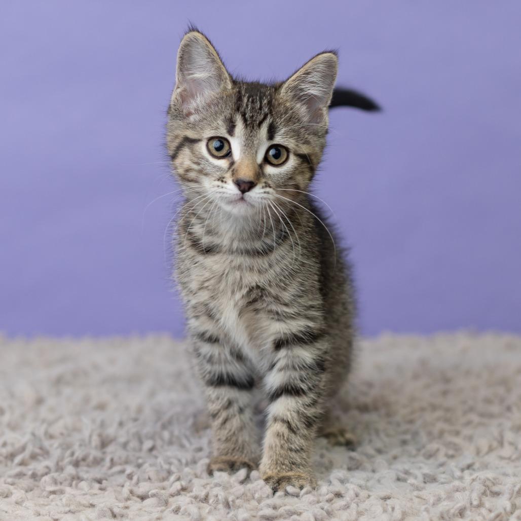 Milla Koshka, a Adoptable Domestic Short Hair in St. Paul, MN image 4/6