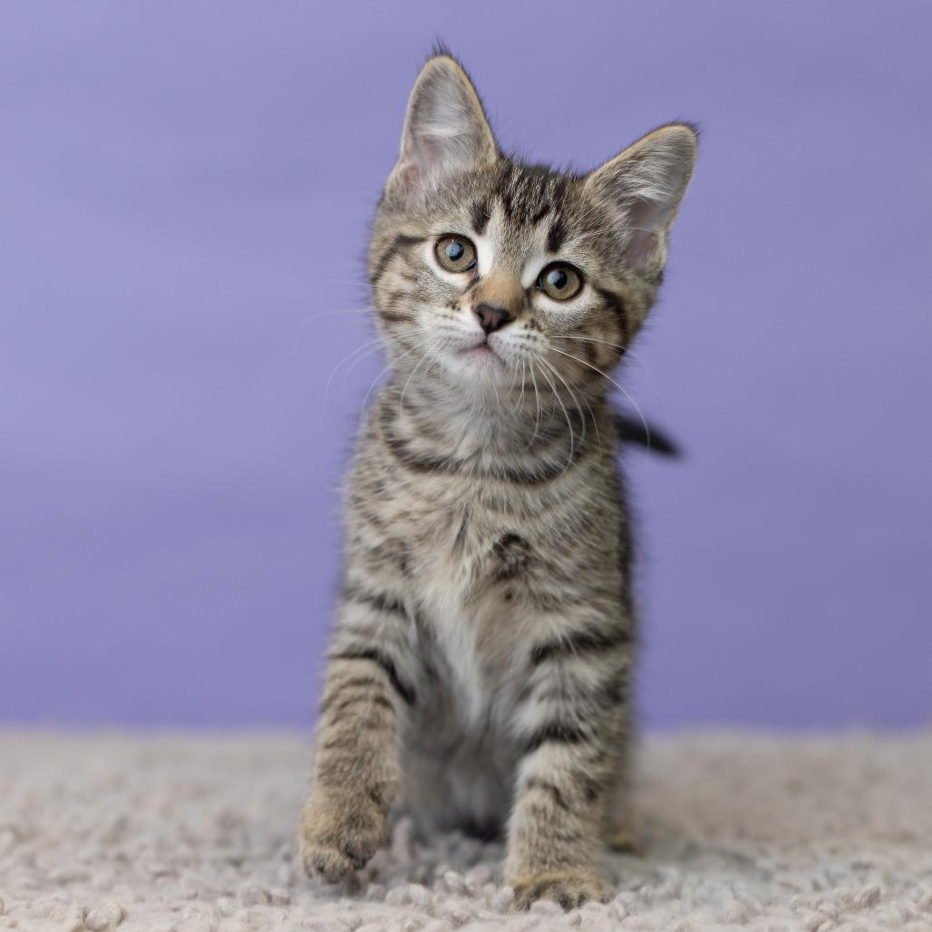 Milla Koshka, a Adoptable Domestic Short Hair in St. Paul, MN image 4/6