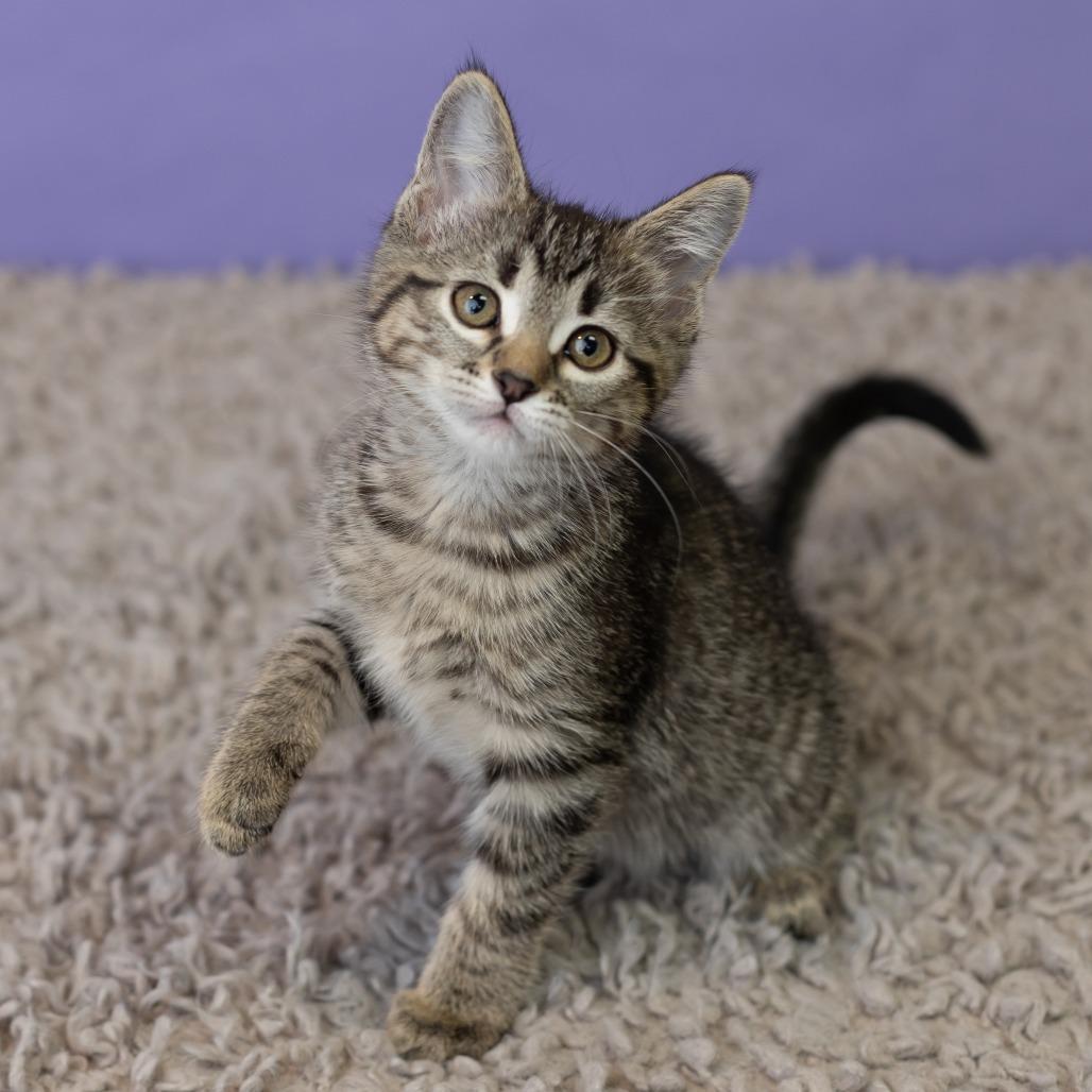 Milla Koshka, a Adoptable Domestic Short Hair in St. Paul, MN image 5/6