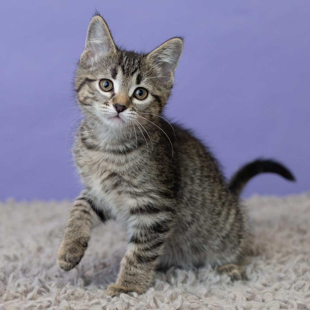 Milla Koshka, a Adoptable Domestic Short Hair in St. Paul, MN image 6/6