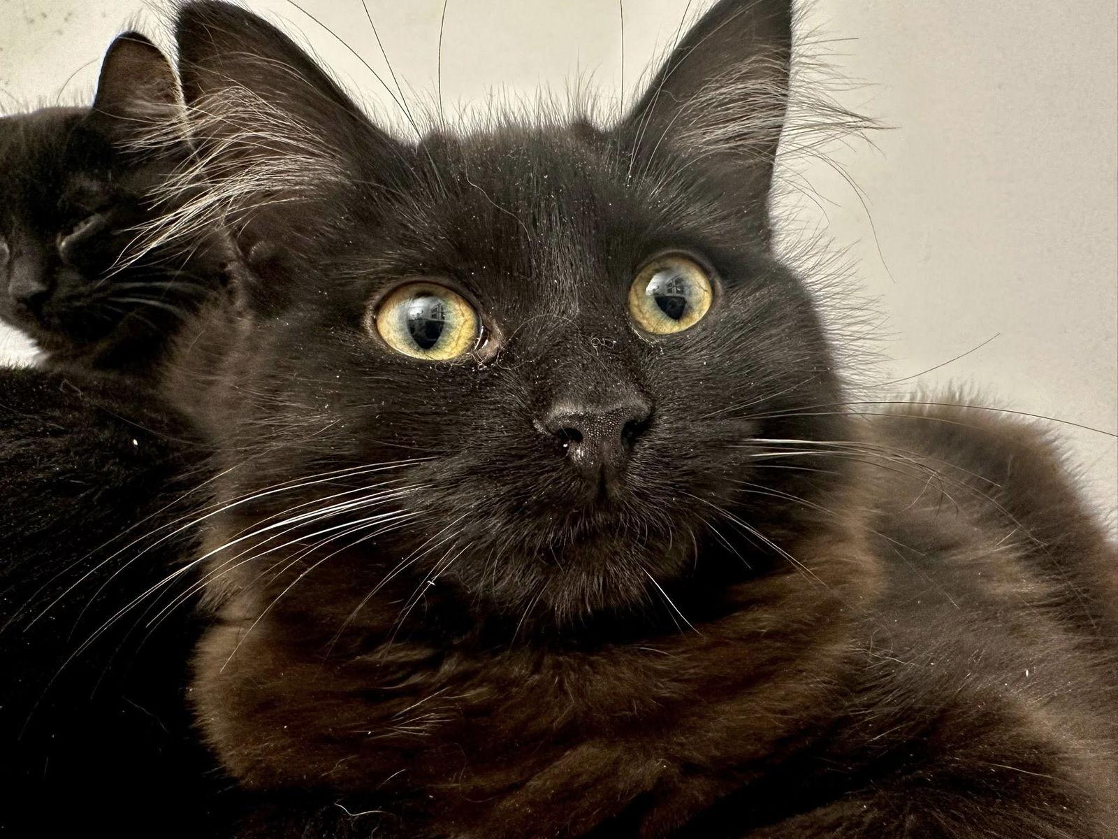 Gigi, Adoptable, Young Female Domestic Short Hair.