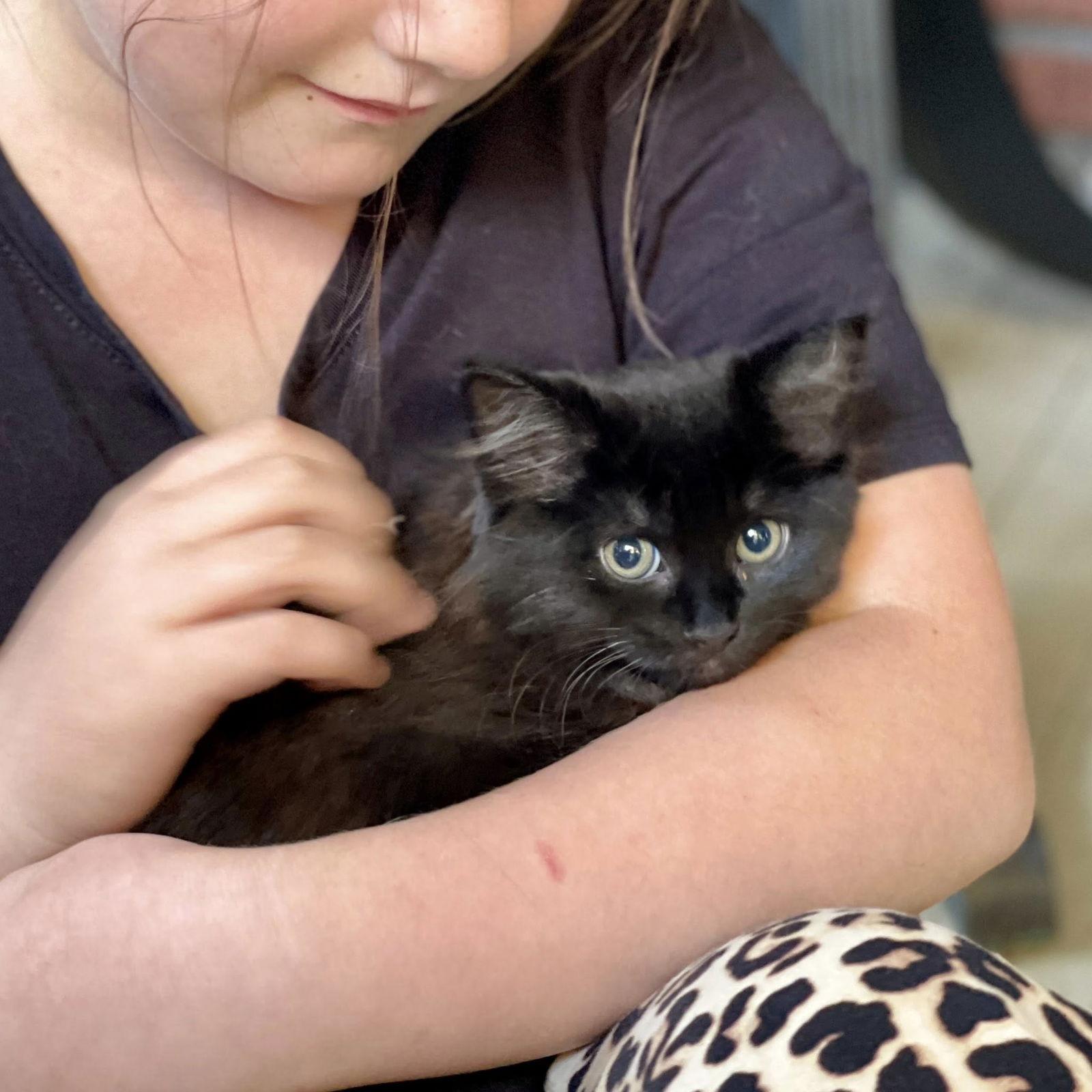 Enlarge Gigi, a Adoptable Domestic Short Hair in Orleans, ON image 2/3