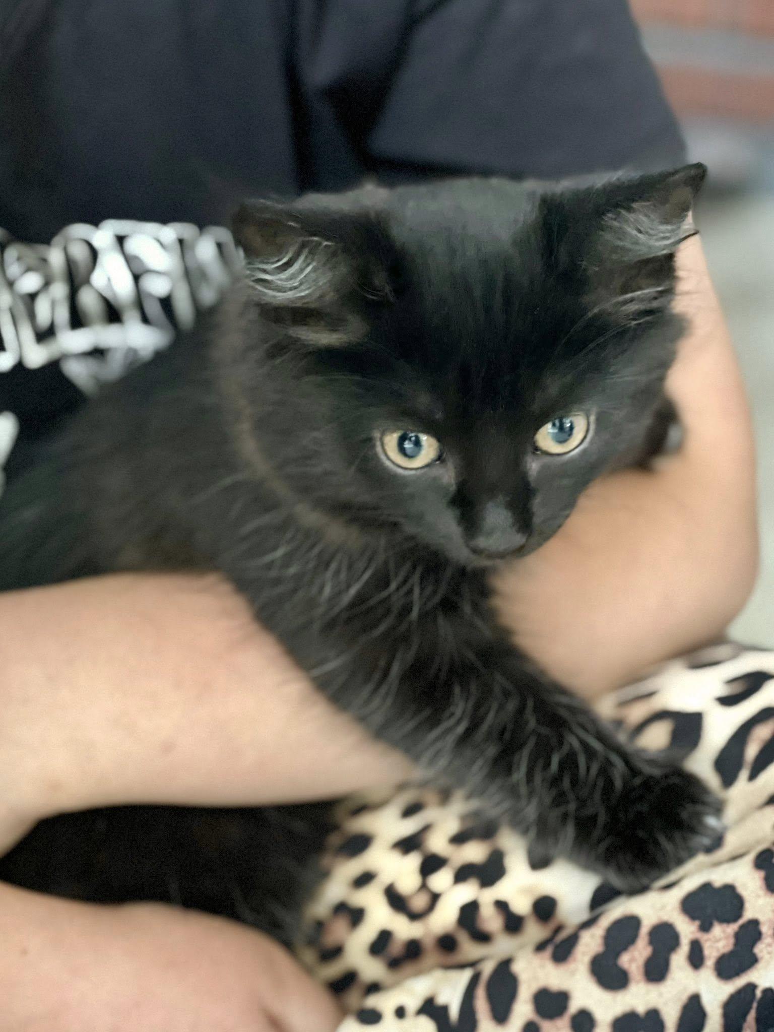 Enlarge Gigi, a Adoptable Domestic Short Hair in Orleans, ON image 3/3