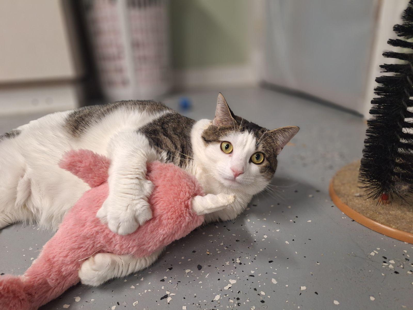 Enlarge Vallee, a Adoptable Domestic Short Hair in North East, MD image 1/3