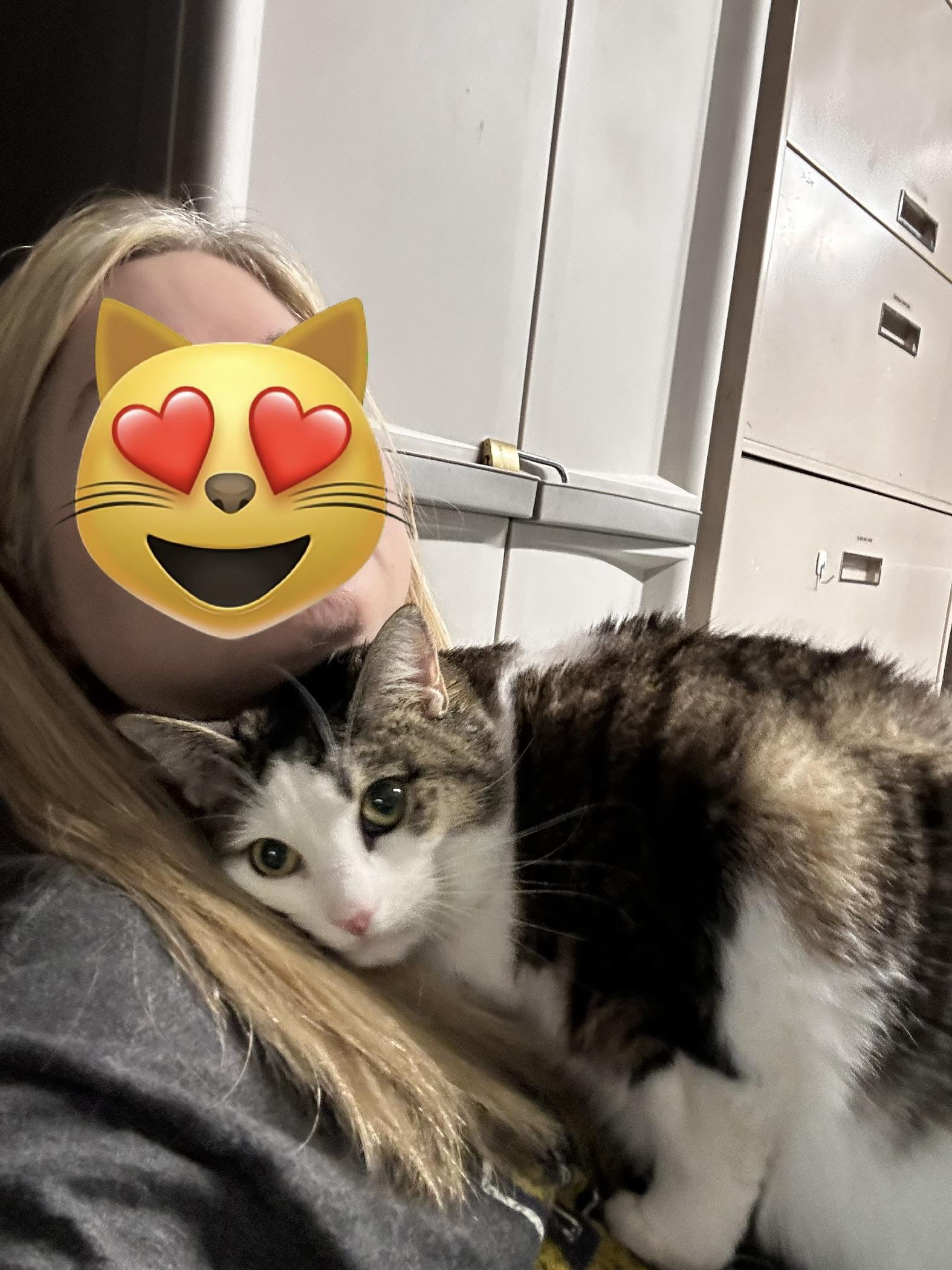 Enlarge Vallee, a Adoptable Domestic Short Hair in North East, MD image 3/3