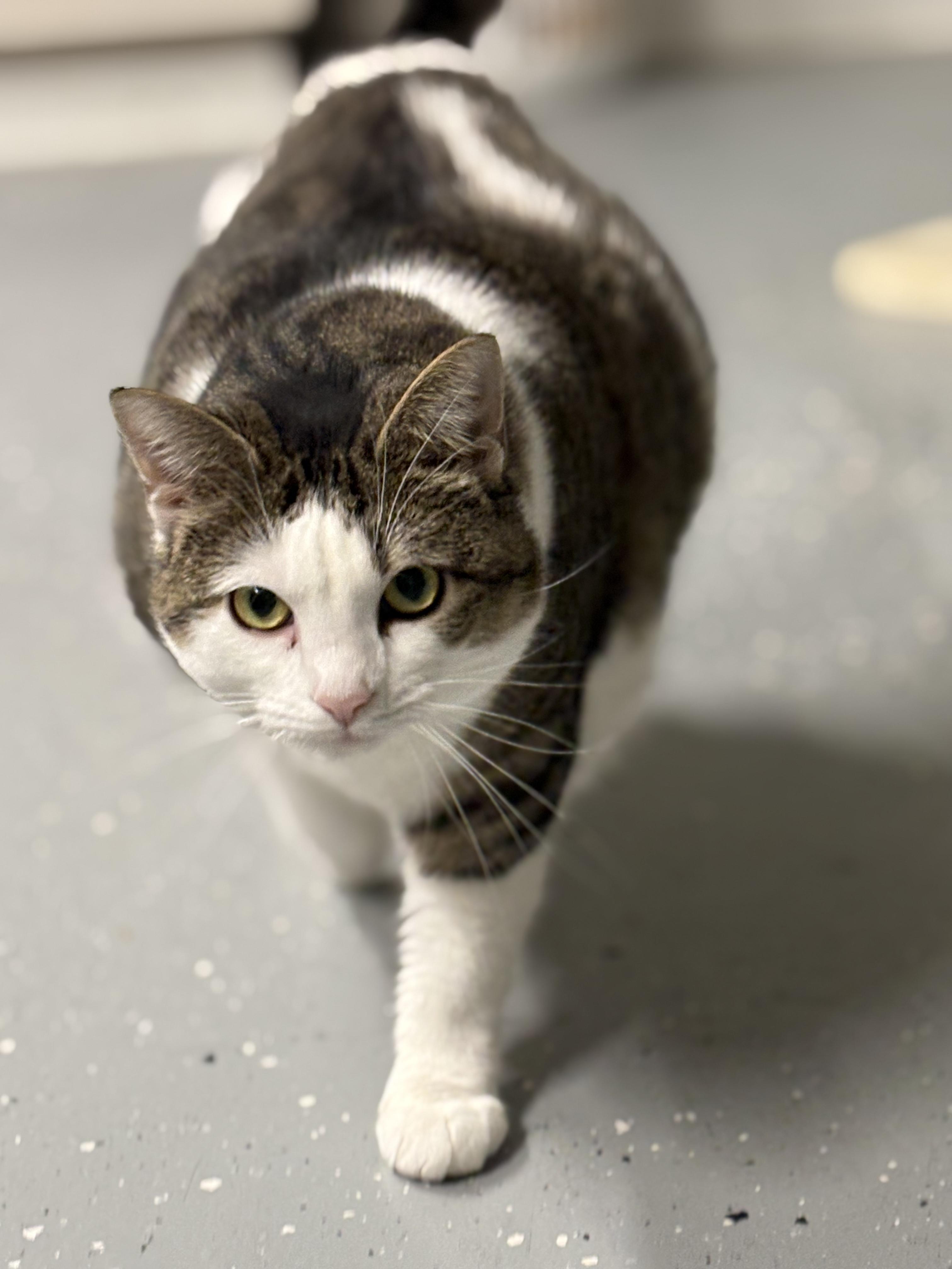 Enlarge Vallee, a Adoptable Domestic Short Hair in North East, MD image 2/4