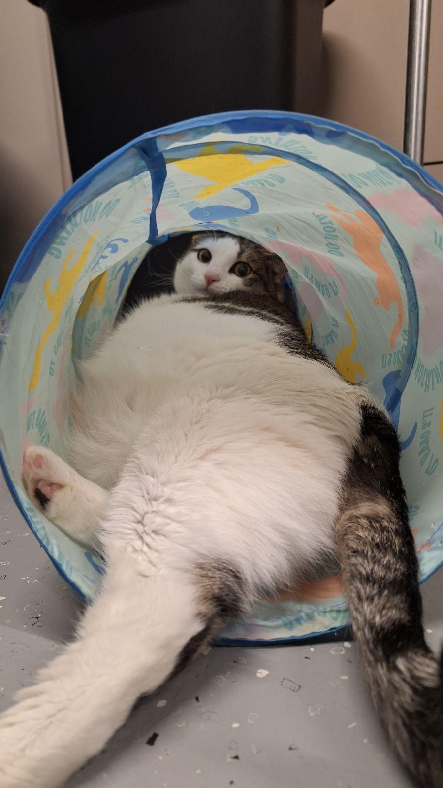 Enlarge Vallee, a Adoptable Domestic Short Hair in North East, MD image 2/3