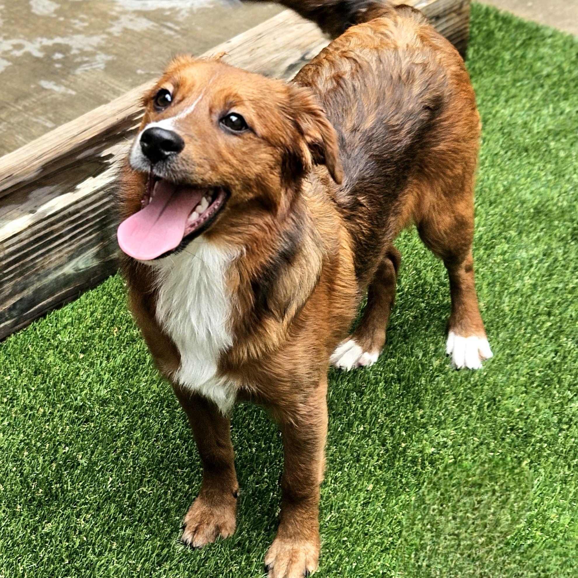 Enlarge Kirby, a ADOPTABLE mixed breed in Chicago, IL image 2/6