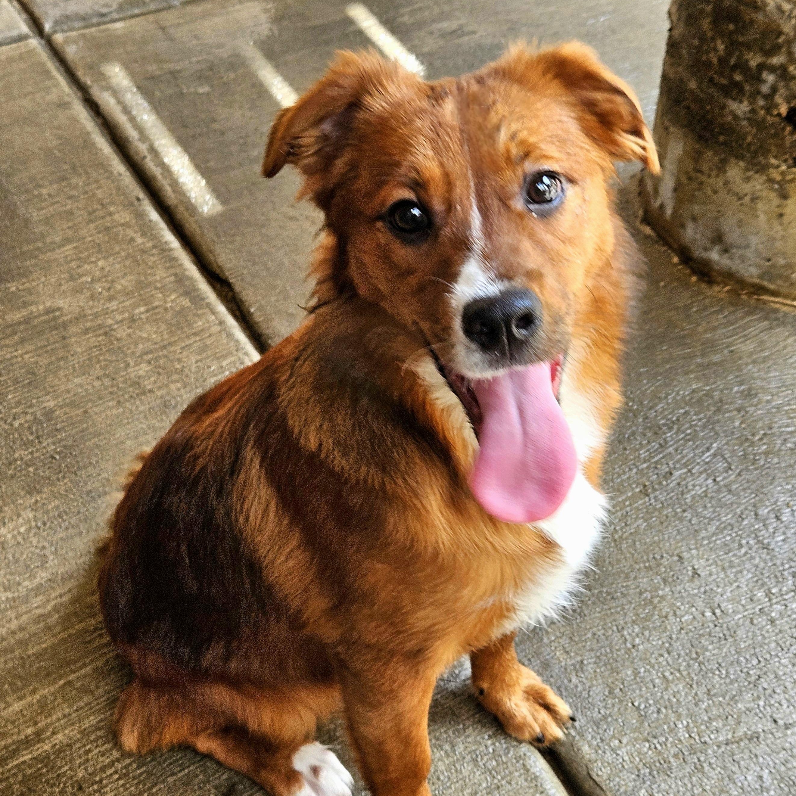 Enlarge Kirby, a ADOPTABLE mixed breed in Chicago, IL image 3/6